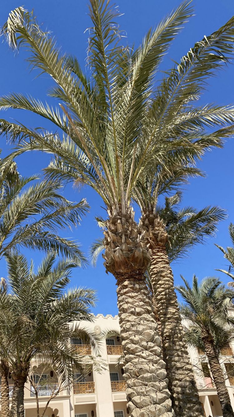 Fecha de la Palma, Babasú, Palmera, Edificio, Azure. Wallpaper in 750x1334 Resolution