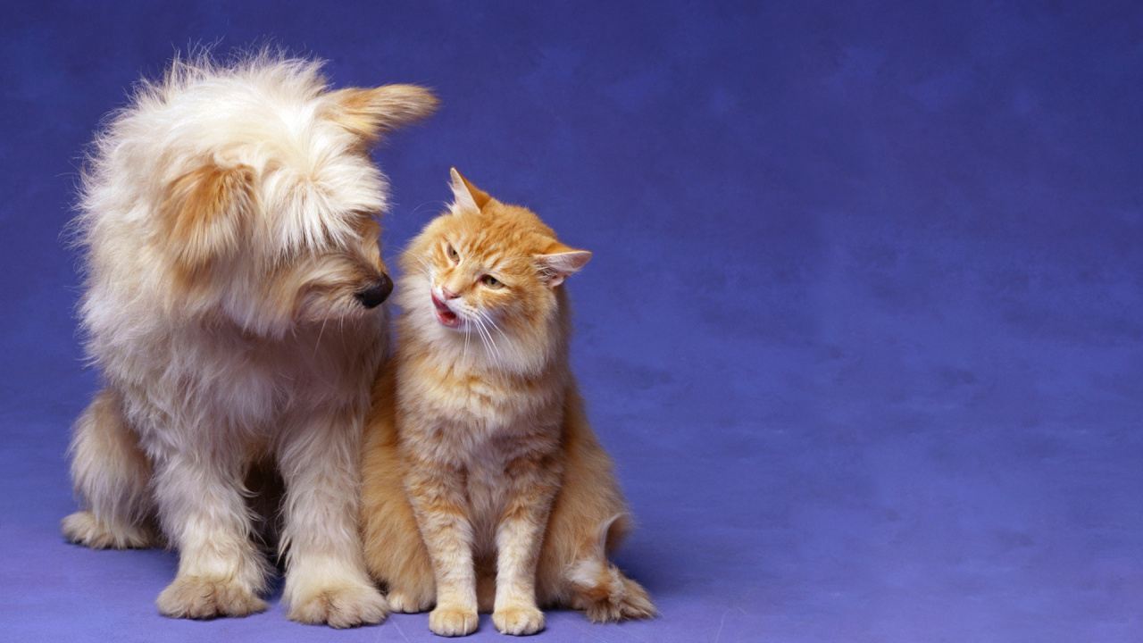 White and Brown Long Fur Cat. Wallpaper in 1280x720 Resolution