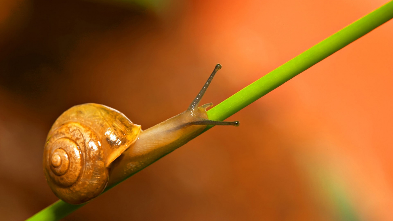 Brown Snail on Green Stem. Wallpaper in 1366x768 Resolution
