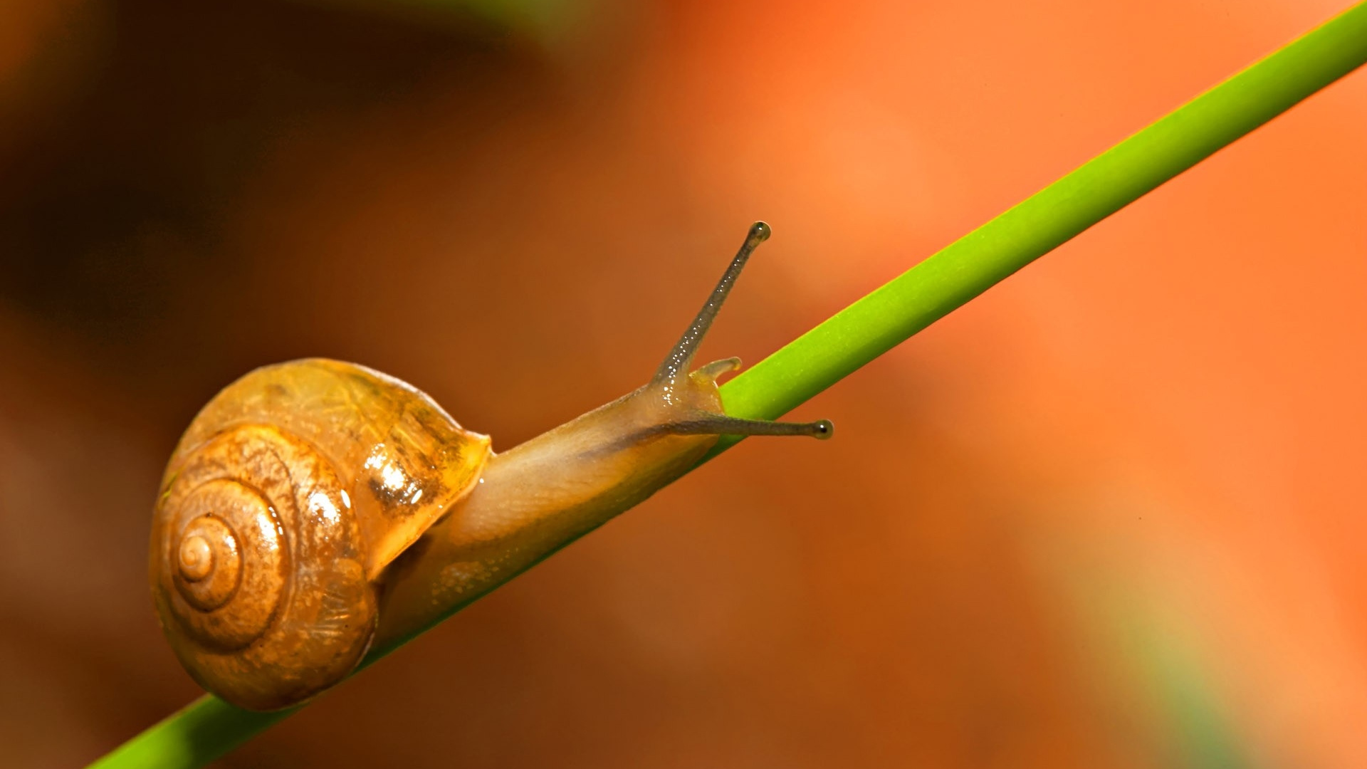 Escargot Brun Sur Tige Verte. Wallpaper in 1920x1080 Resolution