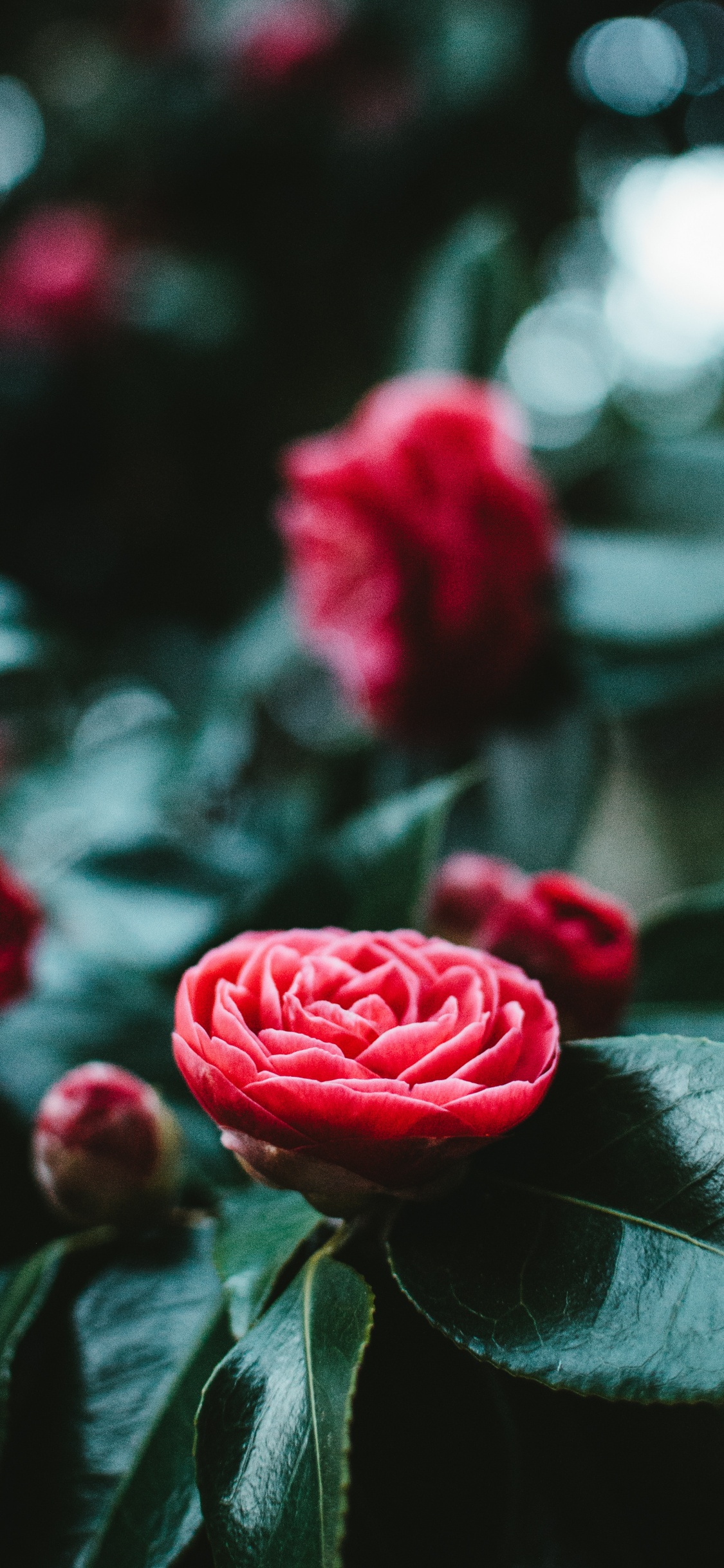 Rosa Roja en Flor en Fotografía de Cerca. Wallpaper in 1125x2436 Resolution