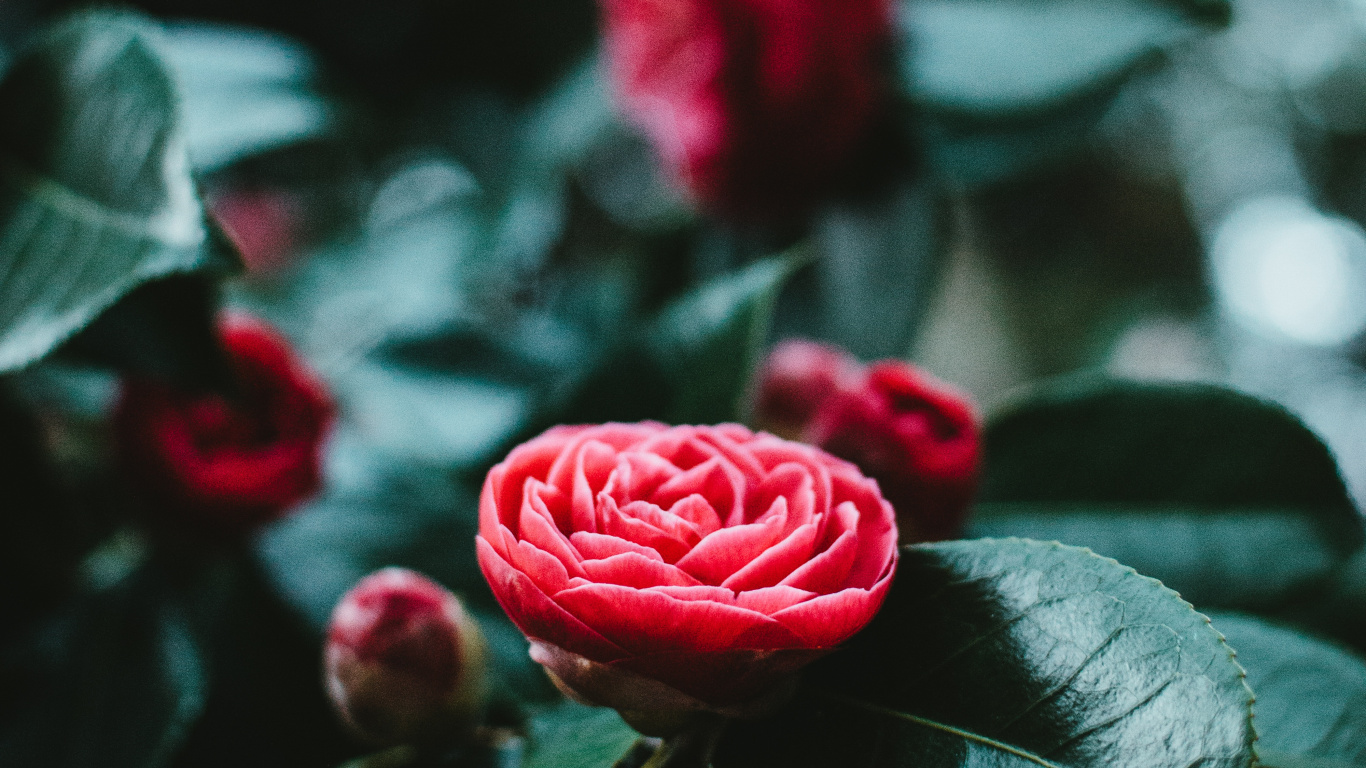 Rose Rouge en Fleur en Photographie Rapprochée. Wallpaper in 1366x768 Resolution