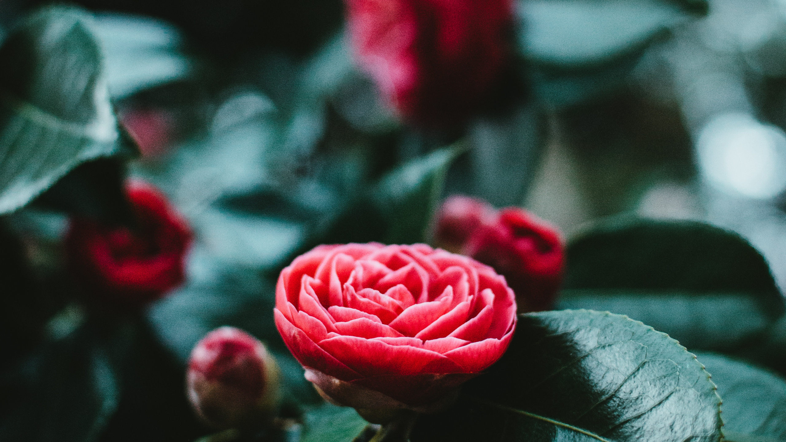 Rose Rouge en Fleur en Photographie Rapprochée. Wallpaper in 2560x1440 Resolution