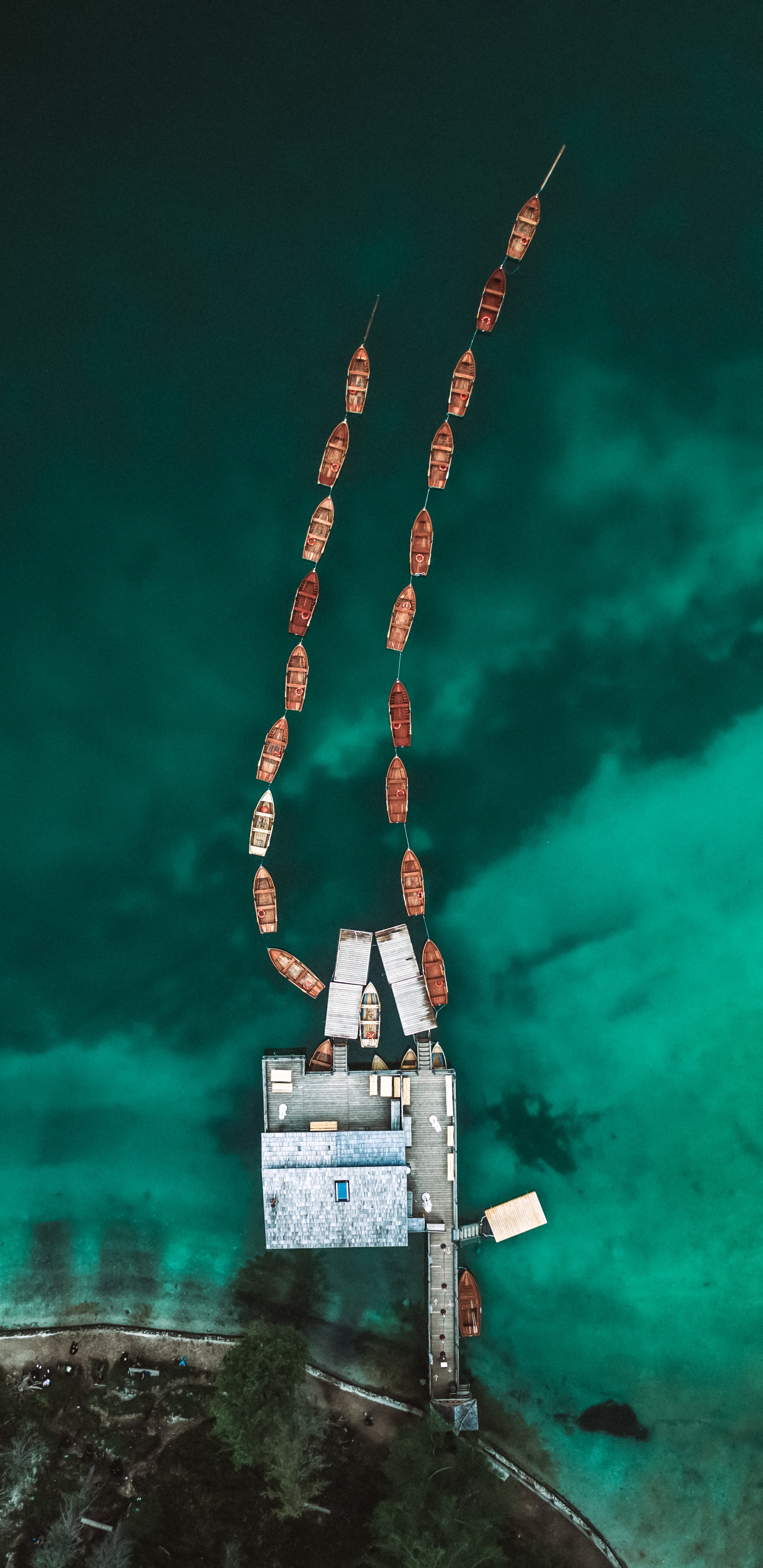 Tree, Electric Blue, Wood, City, Art. Wallpaper in 1440x2960 Resolution