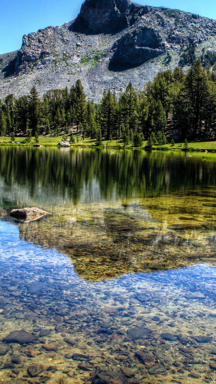 Green Trees Near Lake During Daytime. Wallpaper in 750x1334 Resolution