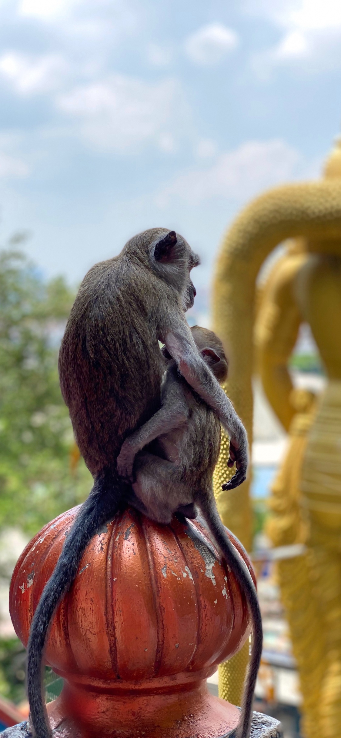 猴子, 寺庙, 科学, 生物学, 的灵长类动物 壁纸 1125x2436 允许