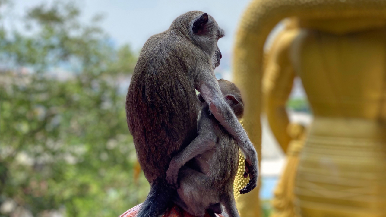 猴子, 寺庙, 科学, 生物学, 的灵长类动物 壁纸 1280x720 允许