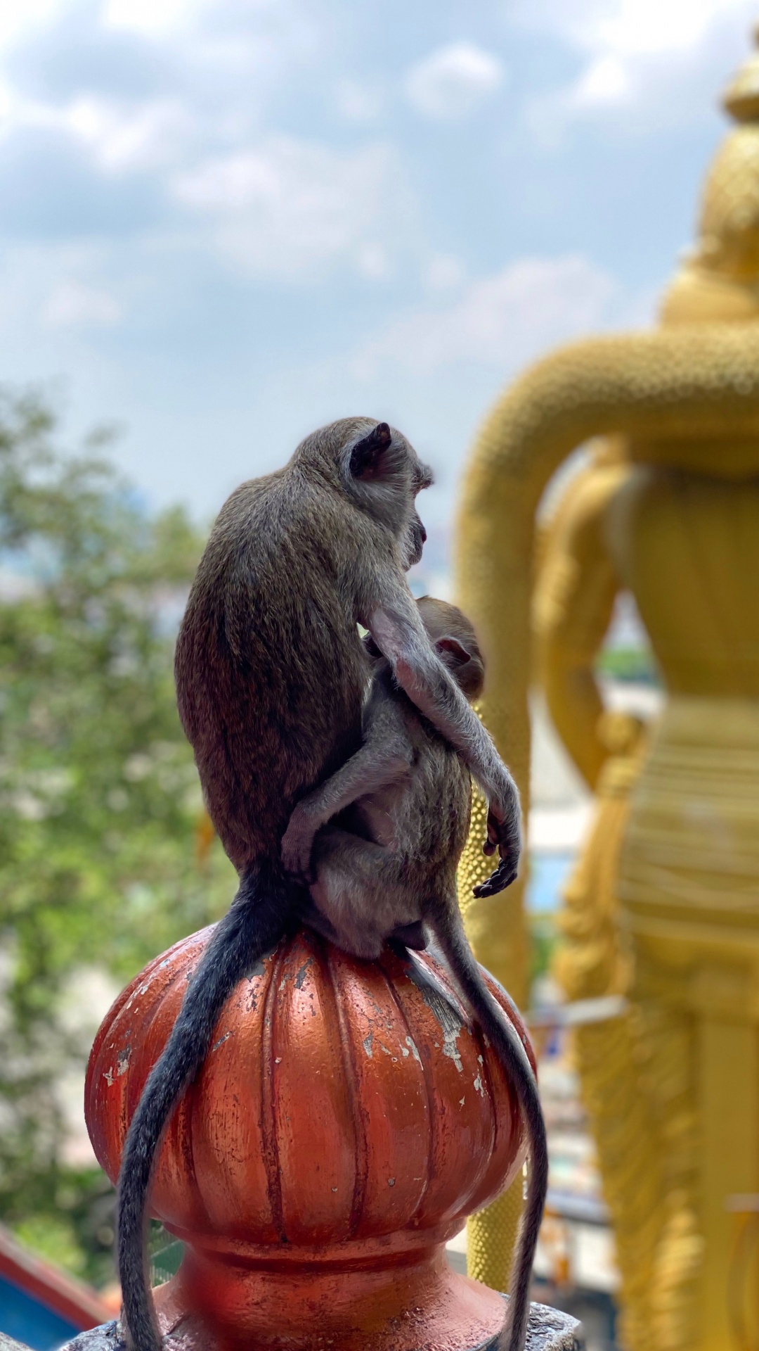 Monkey, Malaysia, The Monkees, Temple, Old World Monkeys. Wallpaper in 1080x1920 Resolution