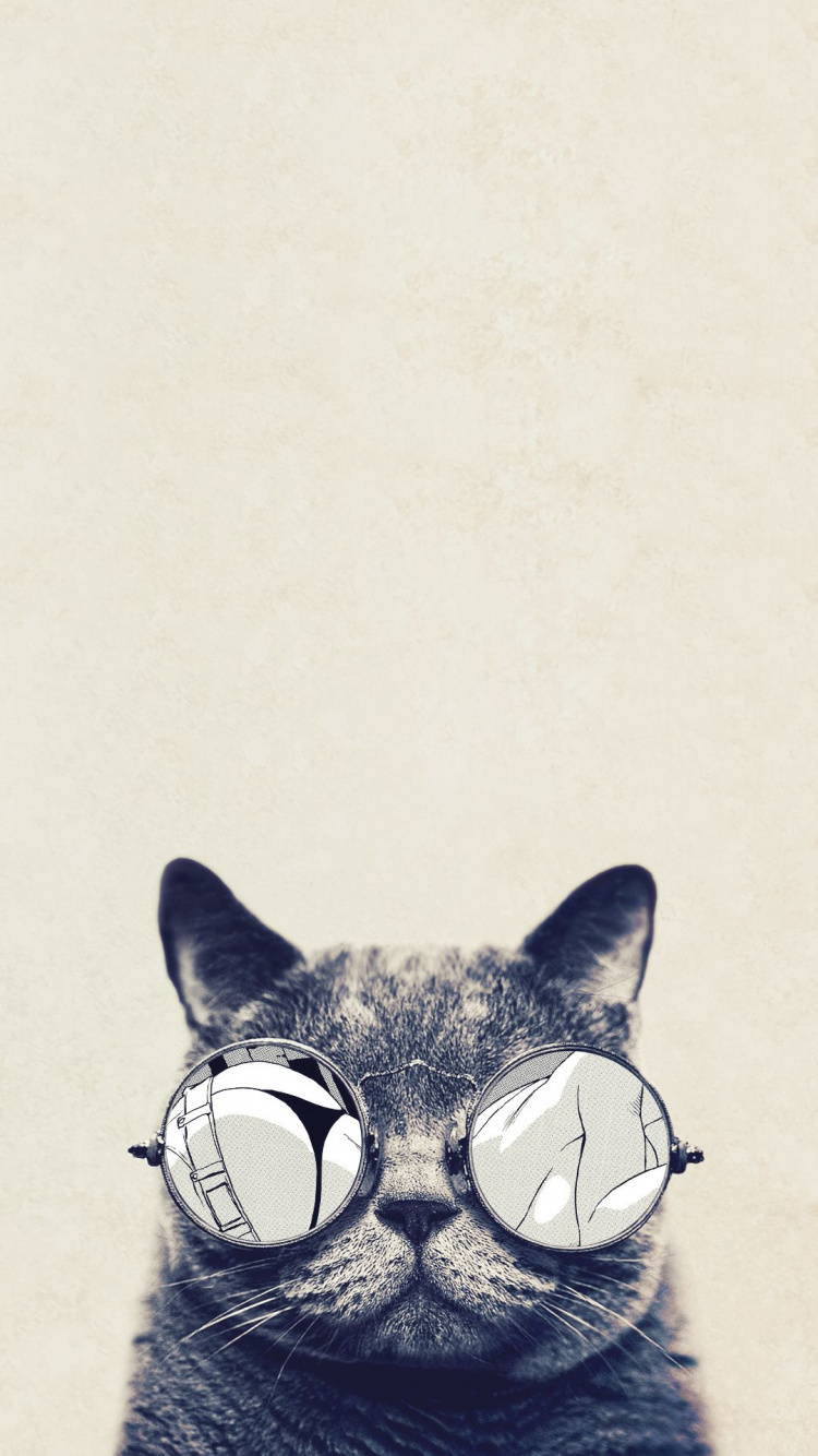 Gato Blanco y Negro Con Gafas de Sol. Wallpaper in 750x1334 Resolution