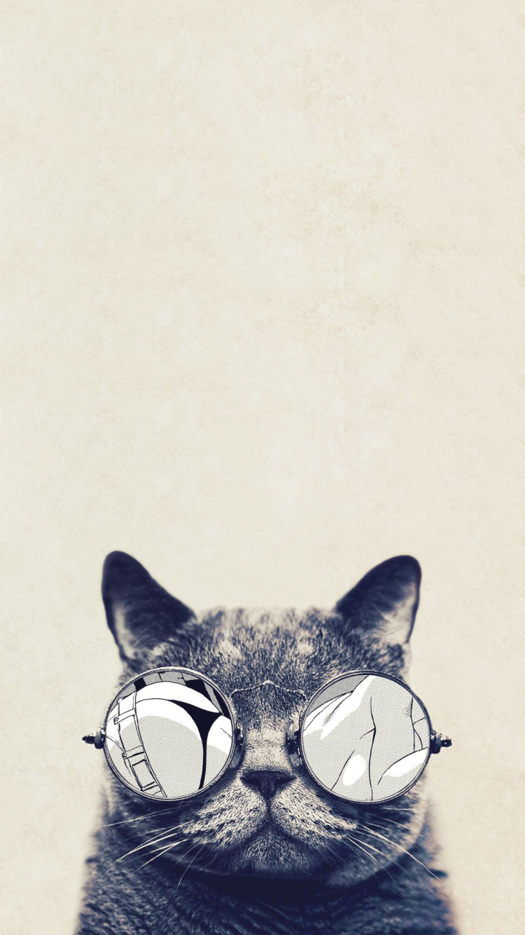 Black and White Cat Wearing Sunglasses. Wallpaper in 750x1334 Resolution