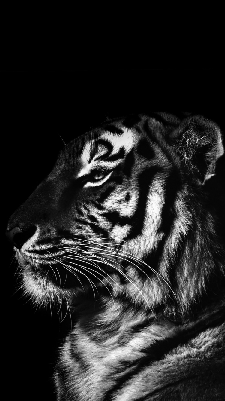 Noir et Blanc, Lion, Affiche, Rugissement, le Tigre de Sumatra. Wallpaper in 750x1334 Resolution