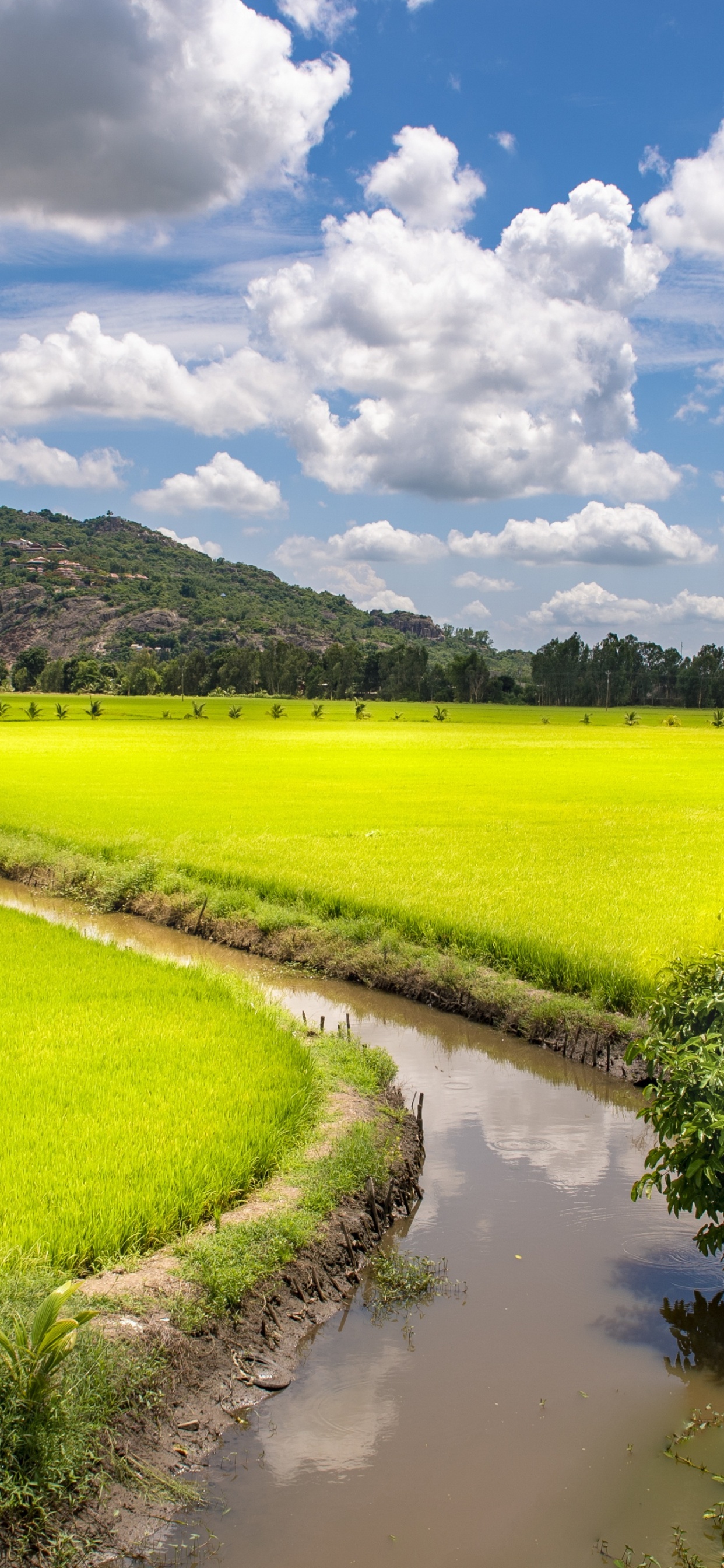 Champ, District de Trng Khnh, Ho-Chi-Minh-Ville, Cambodge, Voyage. Wallpaper in 1242x2688 Resolution