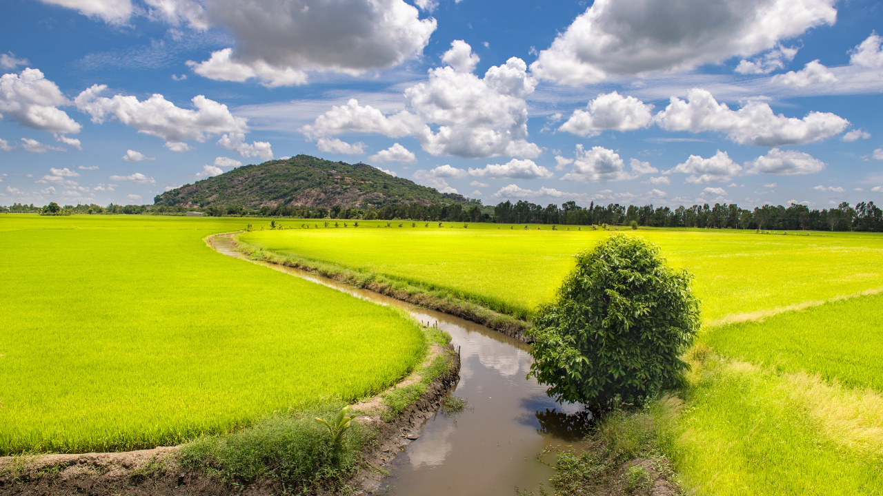 Champ, District de Trng Khnh, Ho-Chi-Minh-Ville, Cambodge, Voyage. Wallpaper in 1280x720 Resolution