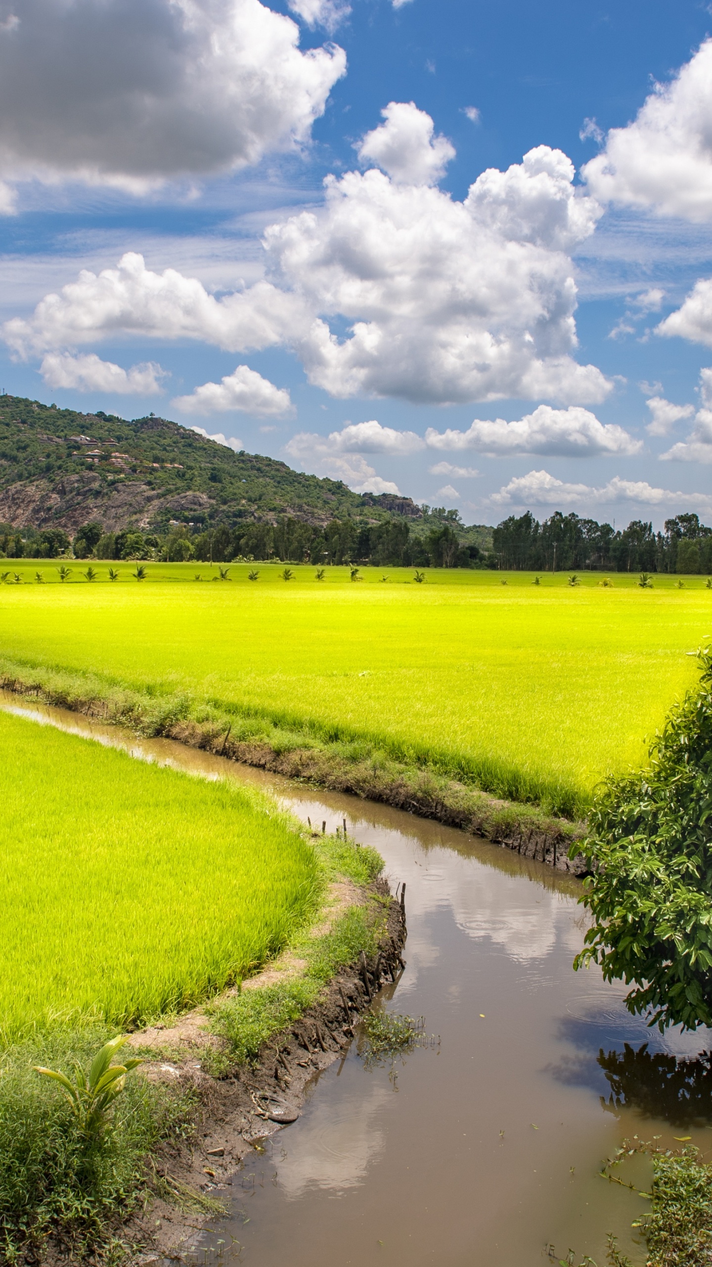 Champ, District de Trng Khnh, Ho-Chi-Minh-Ville, Cambodge, Voyage. Wallpaper in 1440x2560 Resolution