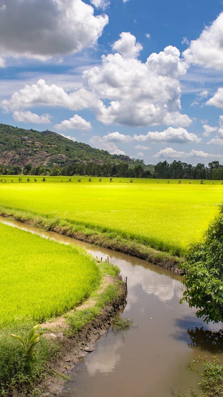 Field, Trng Khnh District, Ho Chi Minh City, Cambodia, Travel. Wallpaper in 750x1334 Resolution