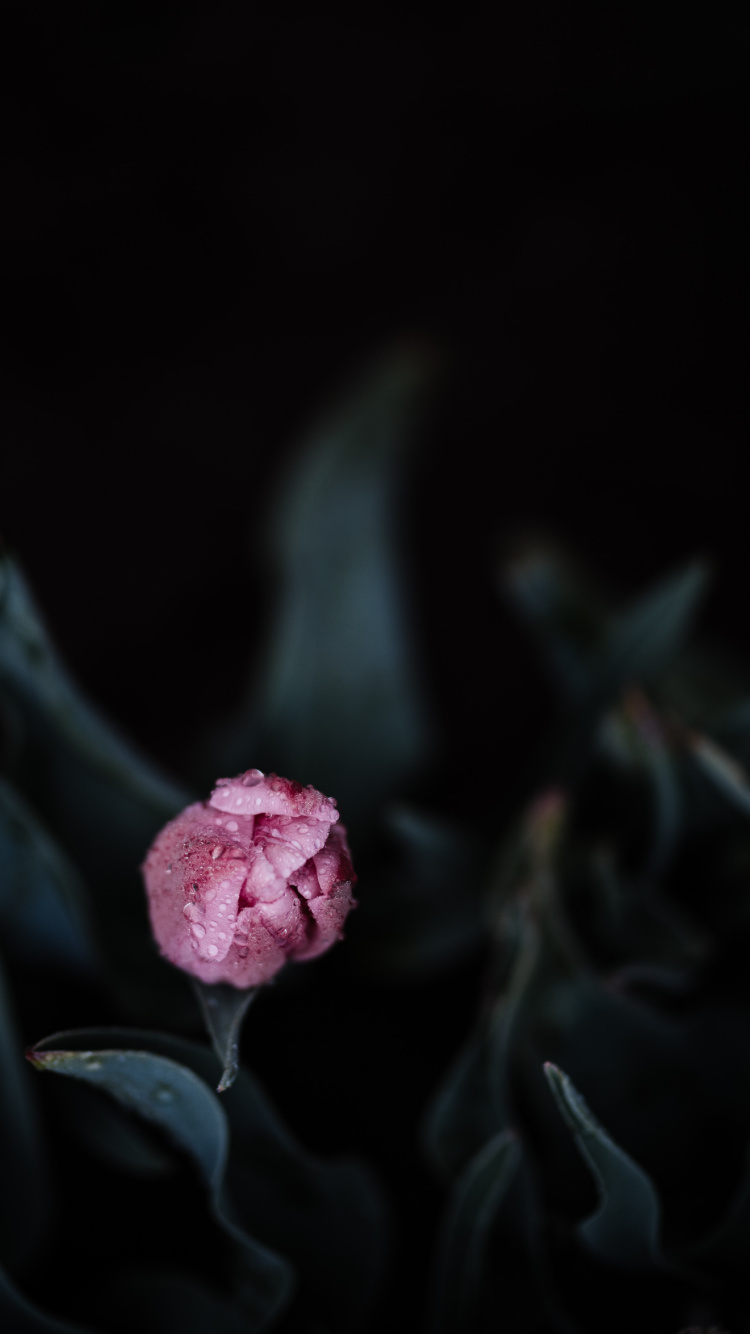 Fleur Rose Sur Fond Noir. Wallpaper in 750x1334 Resolution