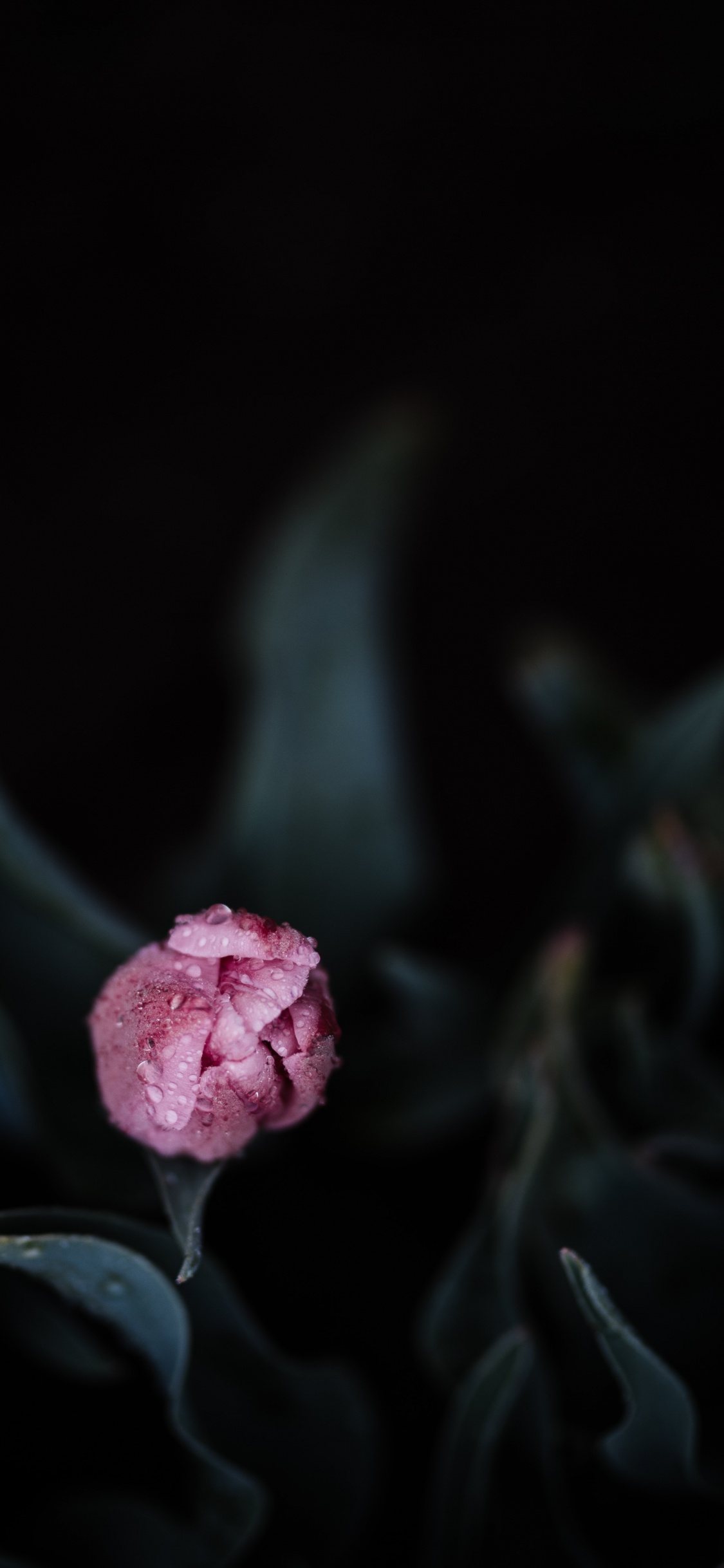 Flor Rosa en Fondo Negro. Wallpaper in 1125x2436 Resolution