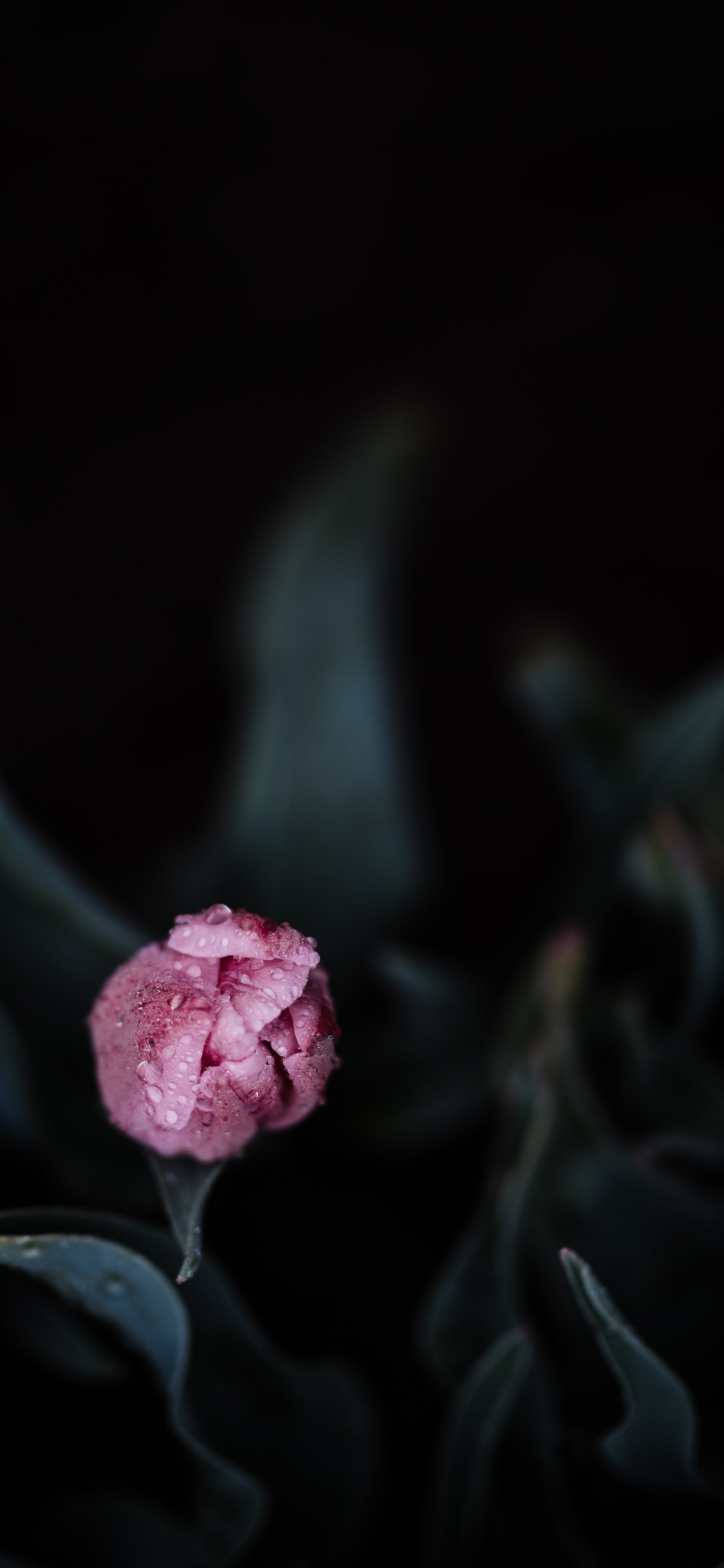 Flor Rosa en Fondo Negro. Wallpaper in 1242x2688 Resolution