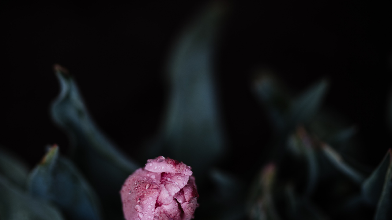 Rosa Blume Auf Schwarzem Hintergrund. Wallpaper in 1280x720 Resolution