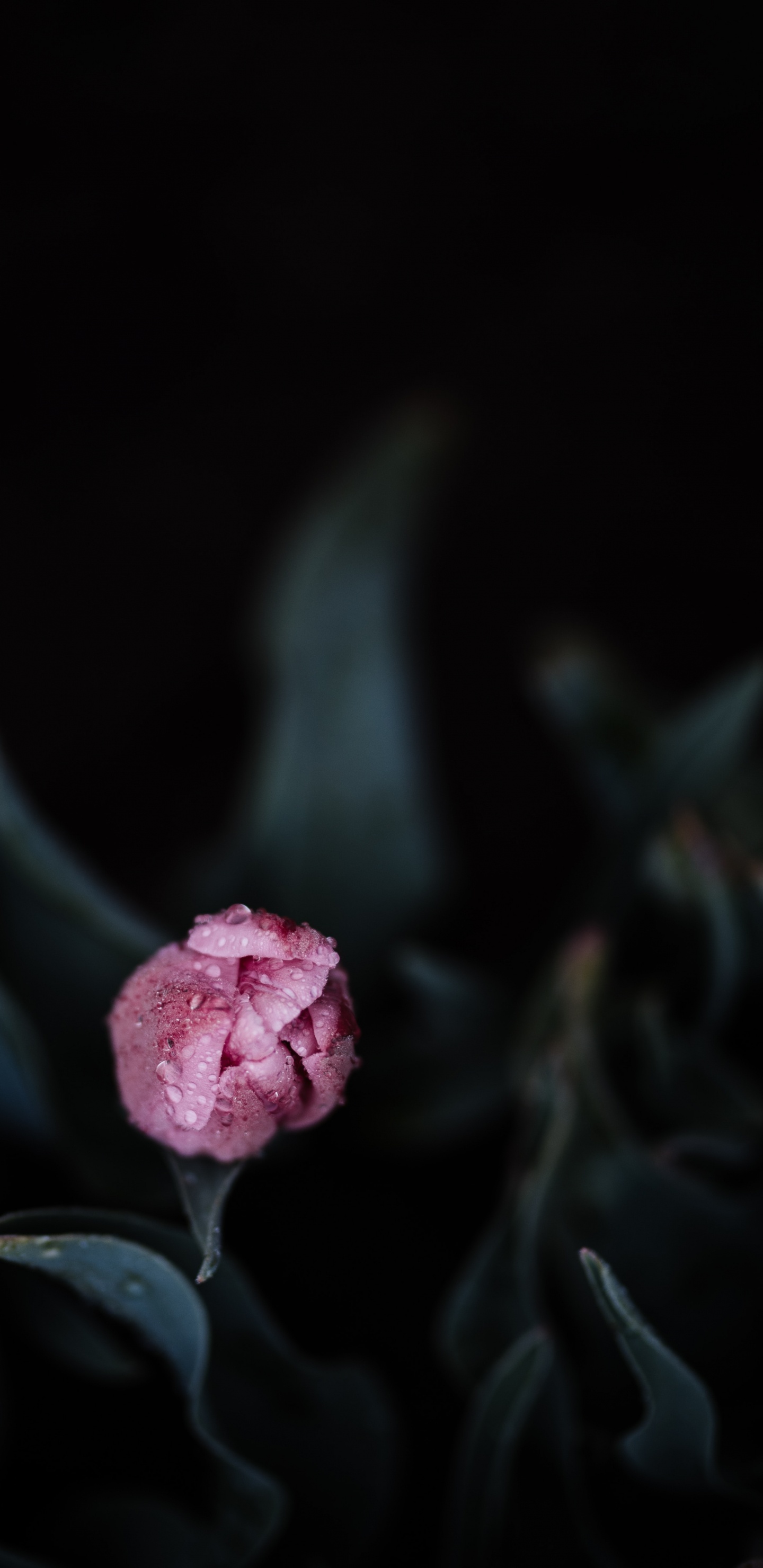 Rosa Blume Auf Schwarzem Hintergrund. Wallpaper in 1440x2960 Resolution