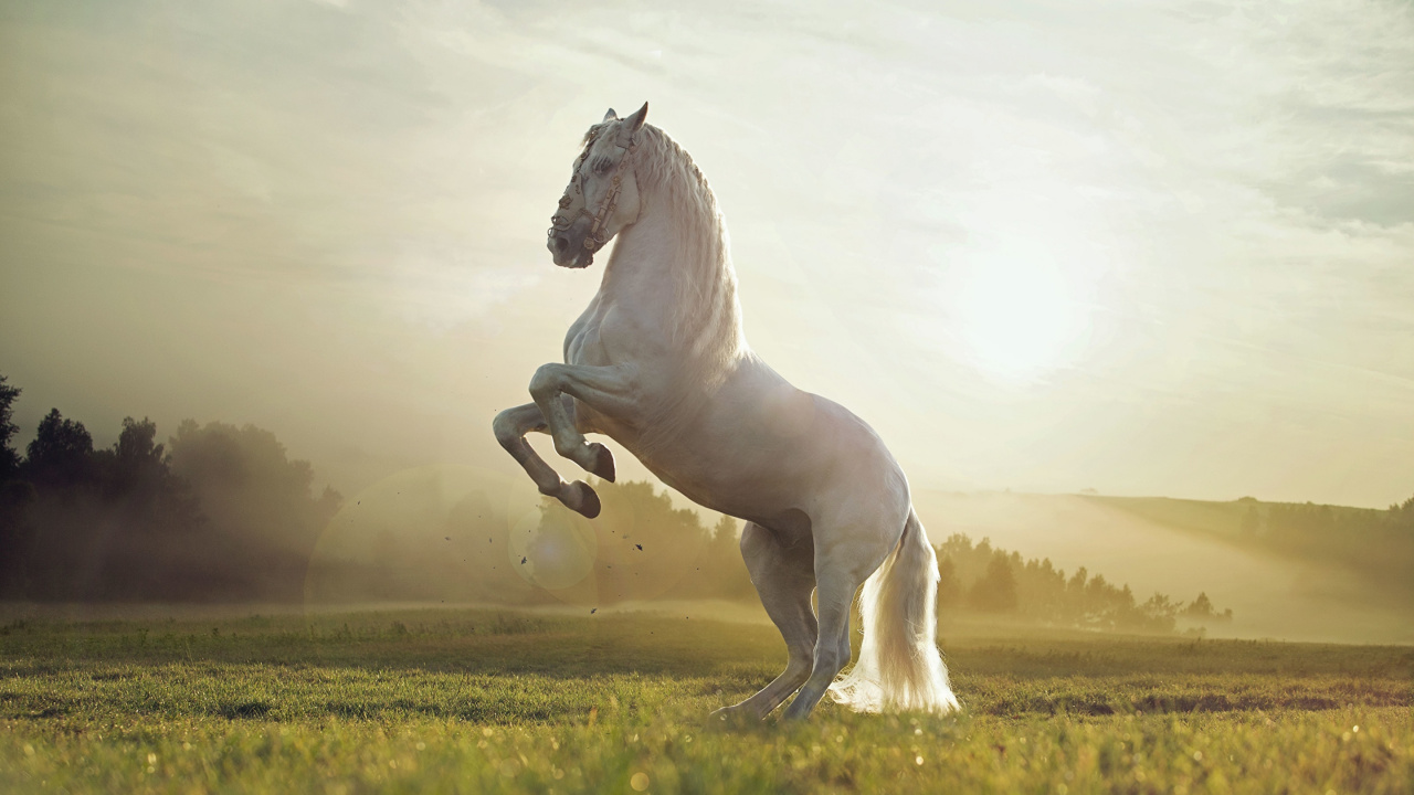 Weißes Pferd, Das Tagsüber Auf Der Grünen Wiese Läuft Running. Wallpaper in 1280x720 Resolution