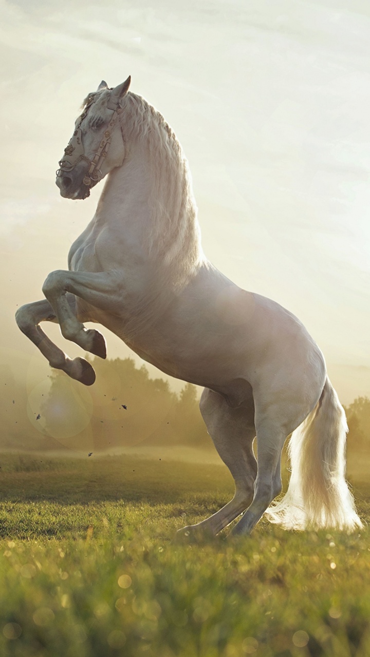 Weißes Pferd, Das Tagsüber Auf Der Grünen Wiese Läuft Running. Wallpaper in 720x1280 Resolution