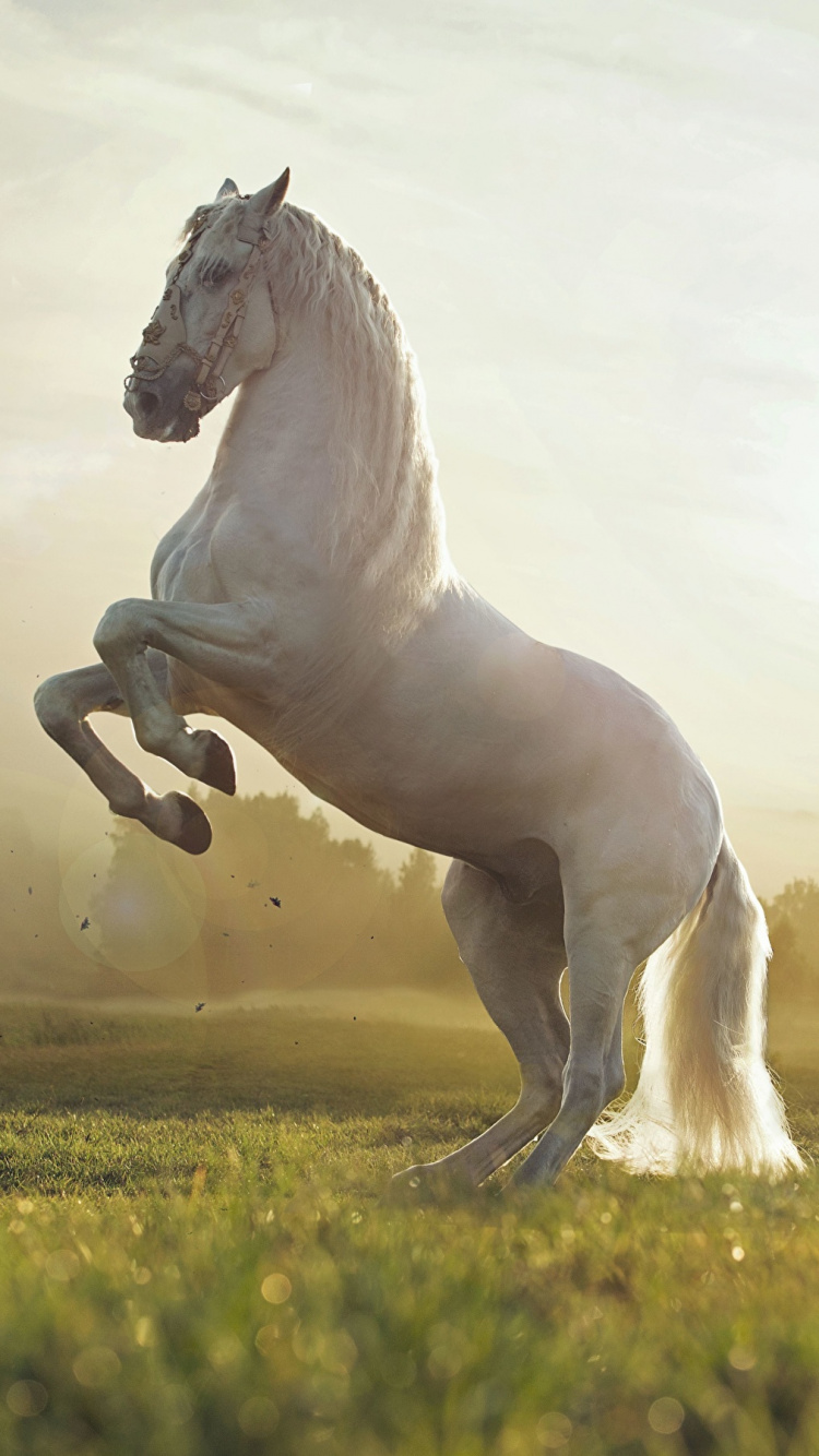 Weißes Pferd, Das Tagsüber Auf Der Grünen Wiese Läuft Running. Wallpaper in 750x1334 Resolution