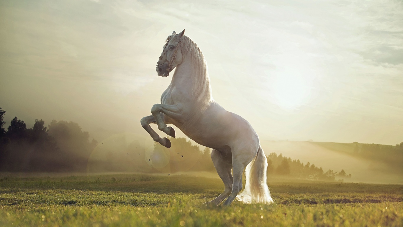 White Horse Running on Green Grass Field During Daytime. Wallpaper in 1366x768 Resolution