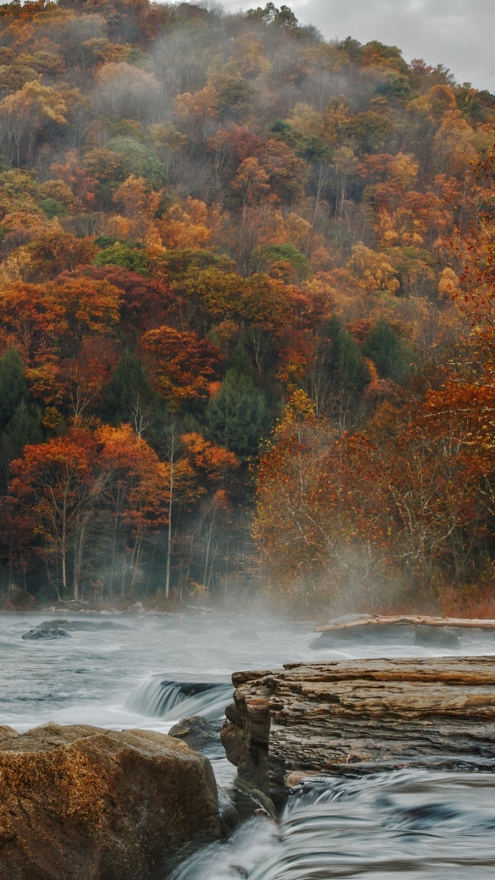 Red and Green Trees Near River During Daytime. Wallpaper in 720x1280 Resolution