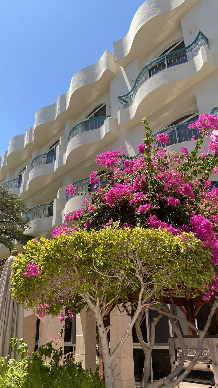 Flower, Magenta, Pink, Facade, Petal. Wallpaper in 750x1334 Resolution