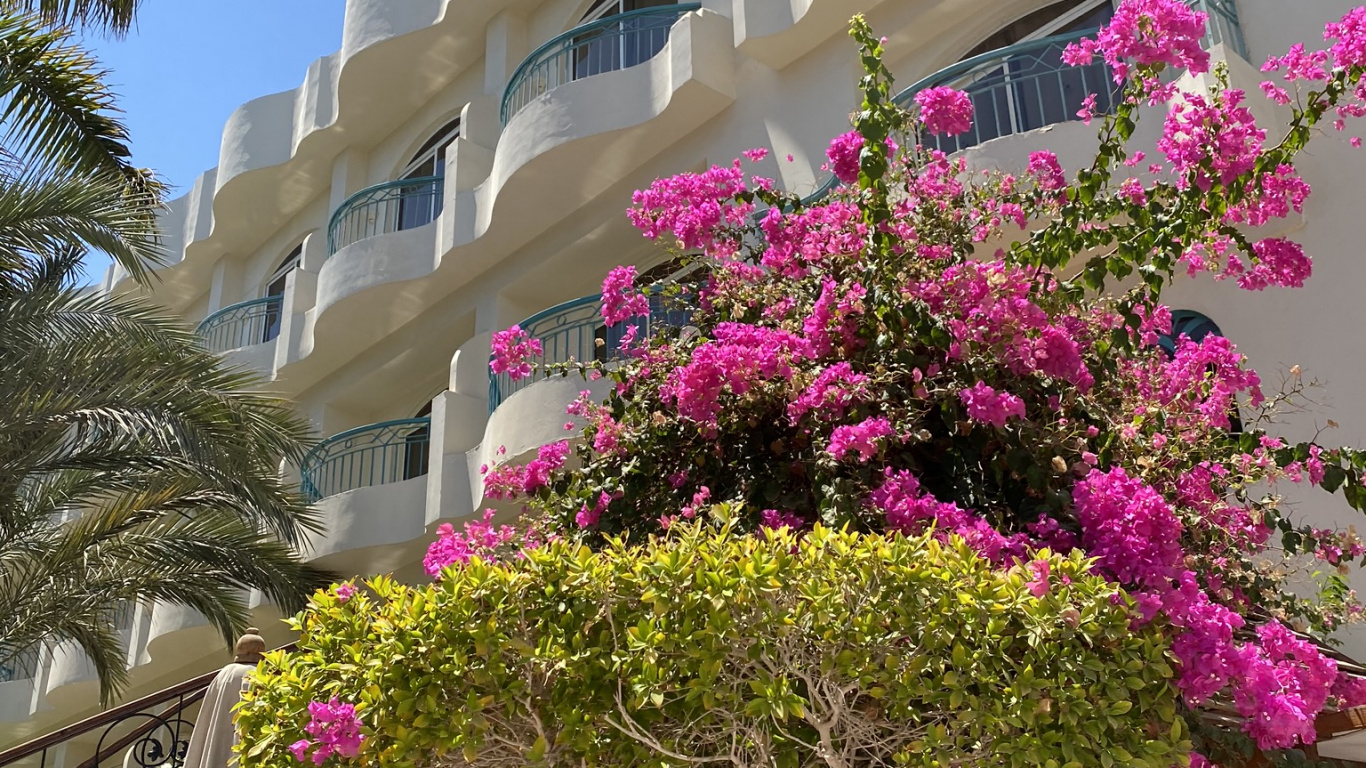 Magenta, Pink, Façade, Pétale, Immobilier. Wallpaper in 1366x768 Resolution
