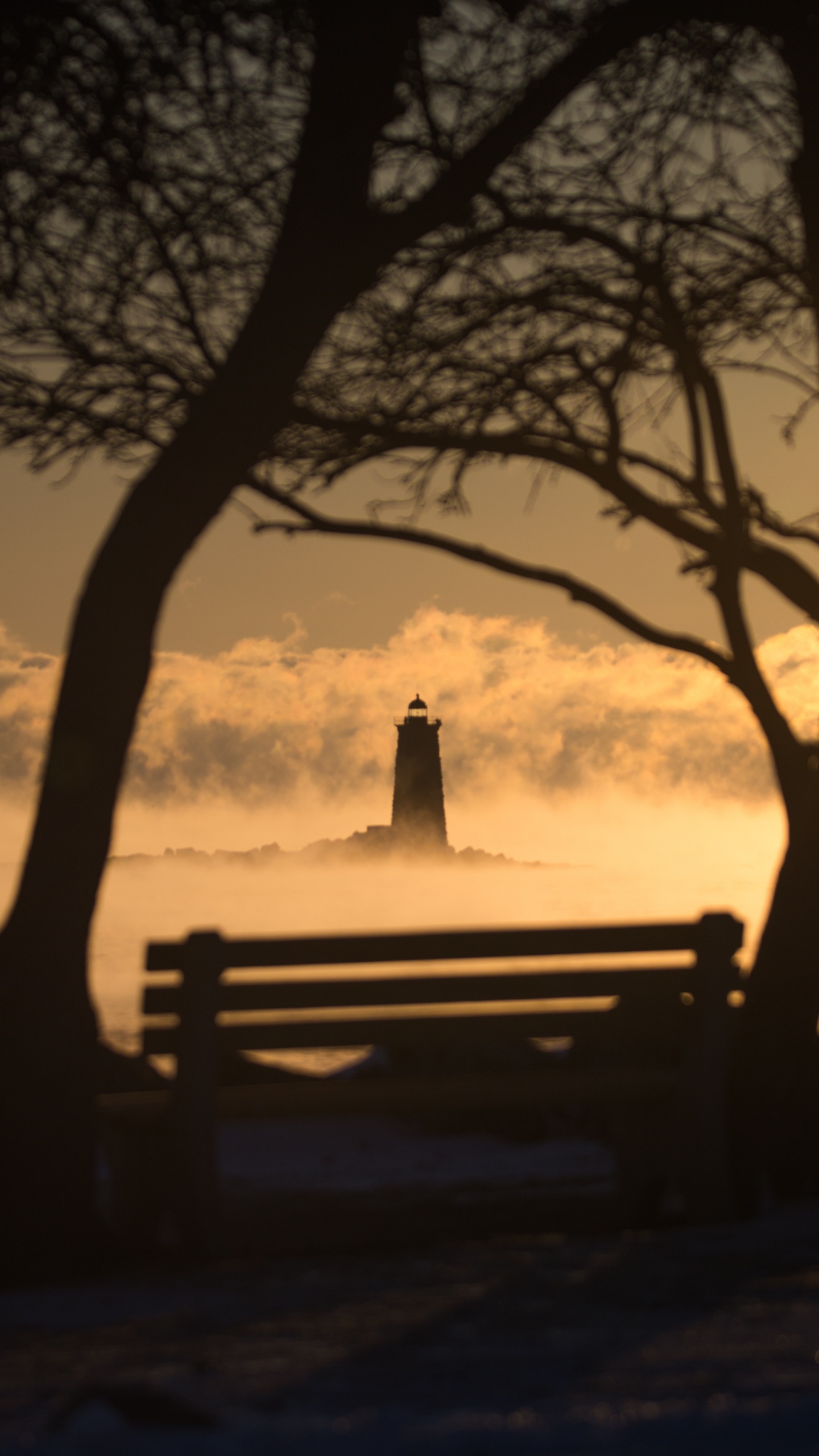 Agua, Sucursal, Planta Leñosa, Ambiente, Invierno. Wallpaper in 1440x2560 Resolution