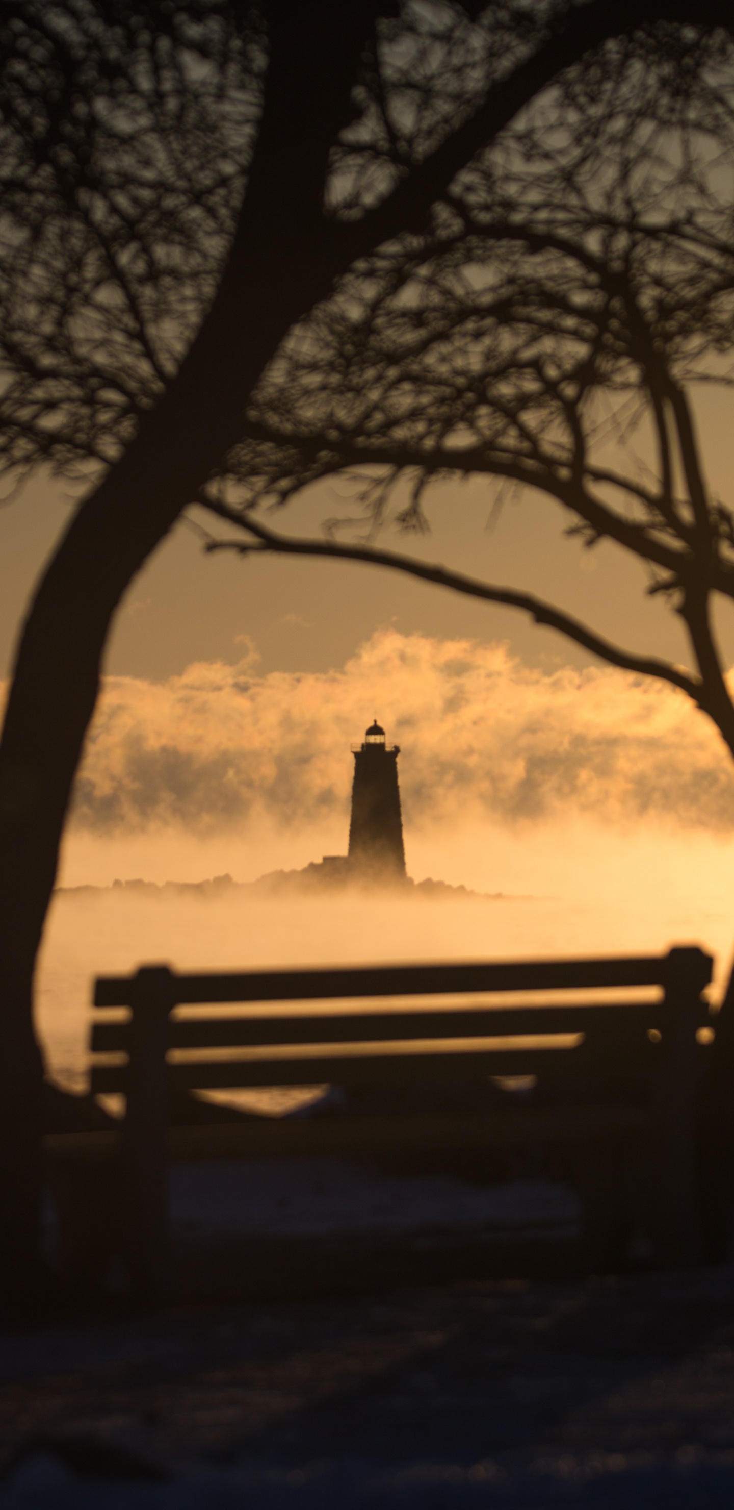 Agua, Sucursal, Planta Leñosa, Ambiente, Invierno. Wallpaper in 1440x2960 Resolution