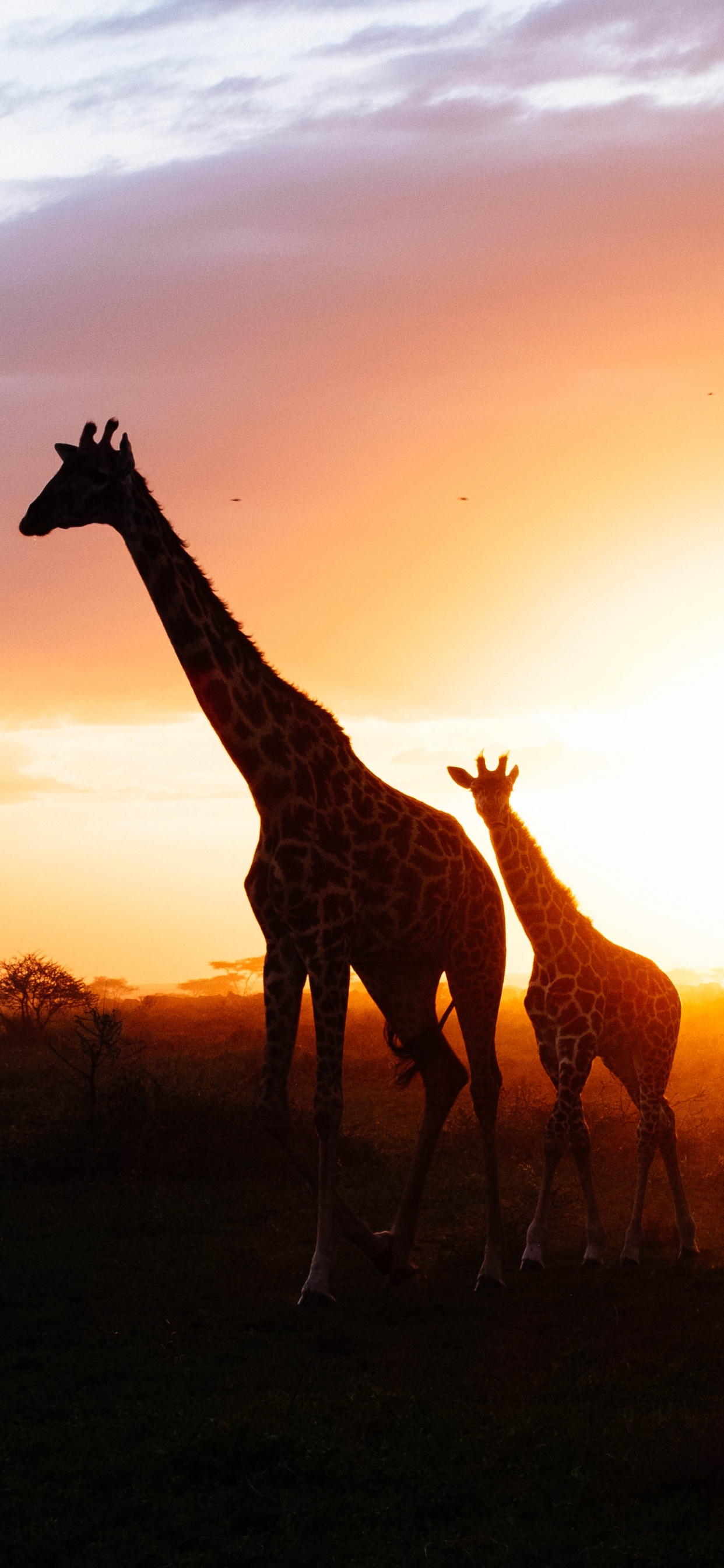 Silhouette of Giraffe During Sunset. Wallpaper in 1242x2688 Resolution