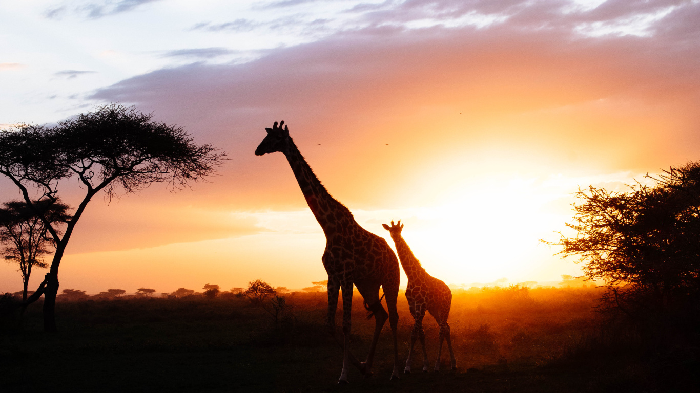 Silhouette Der Giraffe Bei Sonnenuntergang. Wallpaper in 1366x768 Resolution