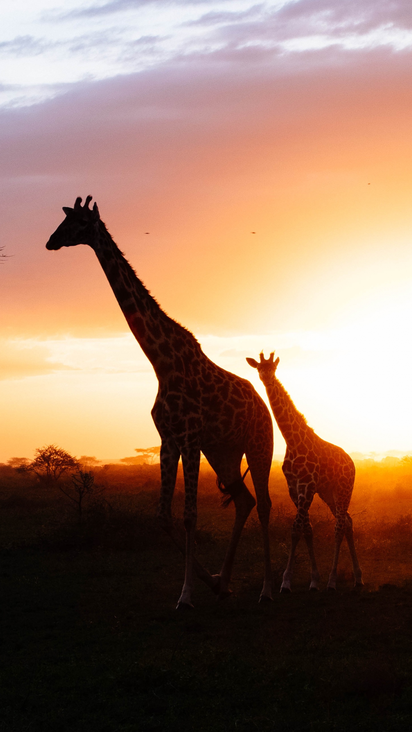 Silhouette Der Giraffe Bei Sonnenuntergang. Wallpaper in 1440x2560 Resolution