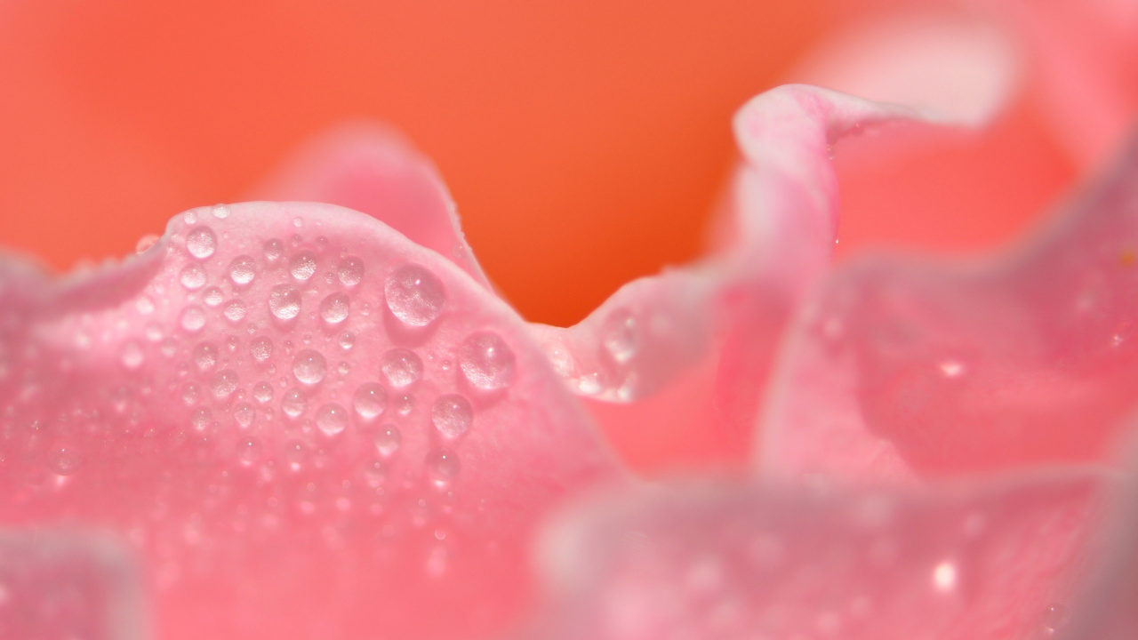 Pink Rose With Water Droplets. Wallpaper in 1280x720 Resolution
