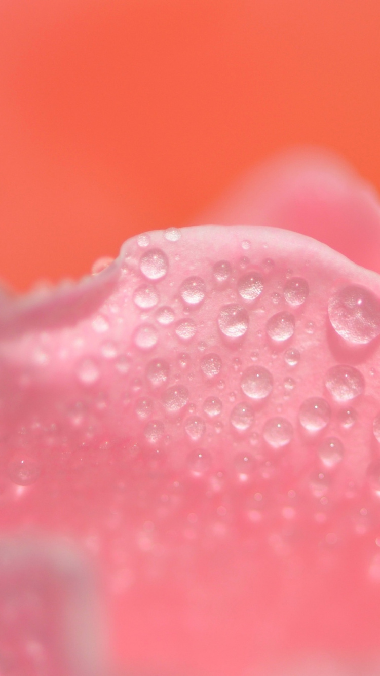 Rosa Rose Mit Wassertropfen. Wallpaper in 750x1334 Resolution