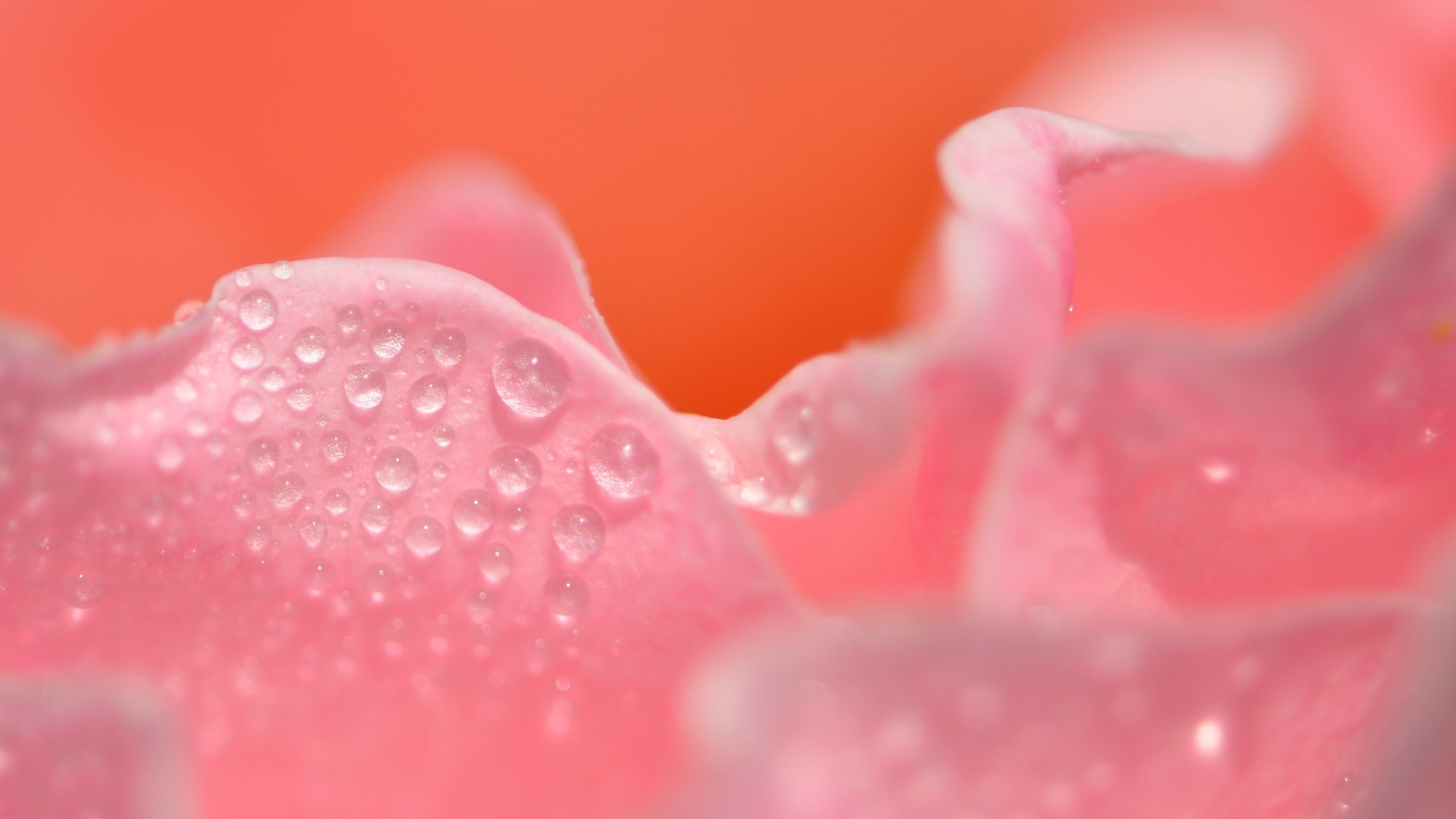 Rosa Rosa Con Gotas de Agua. Wallpaper in 2560x1440 Resolution