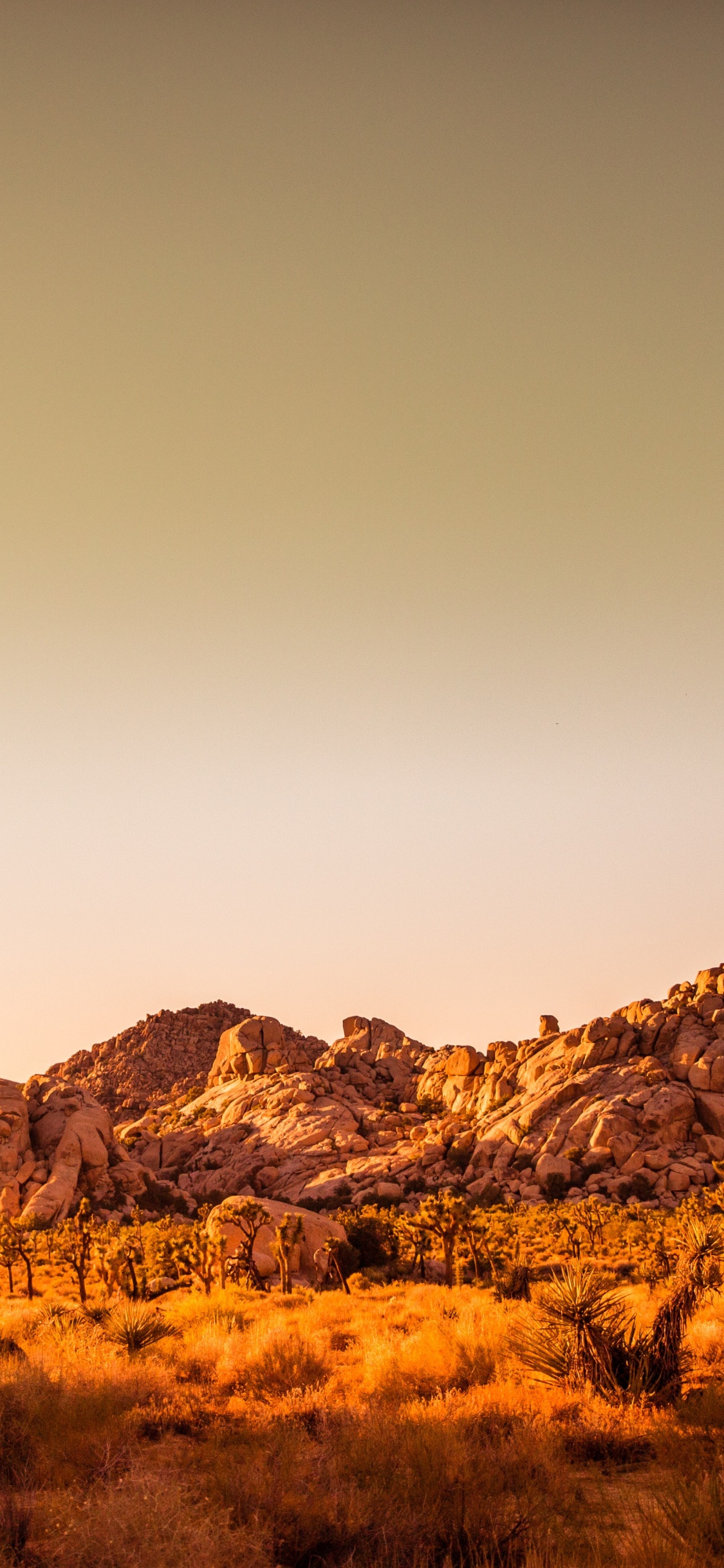 Joshua Tree National Park, Desert View Conservation Area, Barker Dam, Macaron, Mojave Desert. Wallpaper in 1125x2436 Resolution