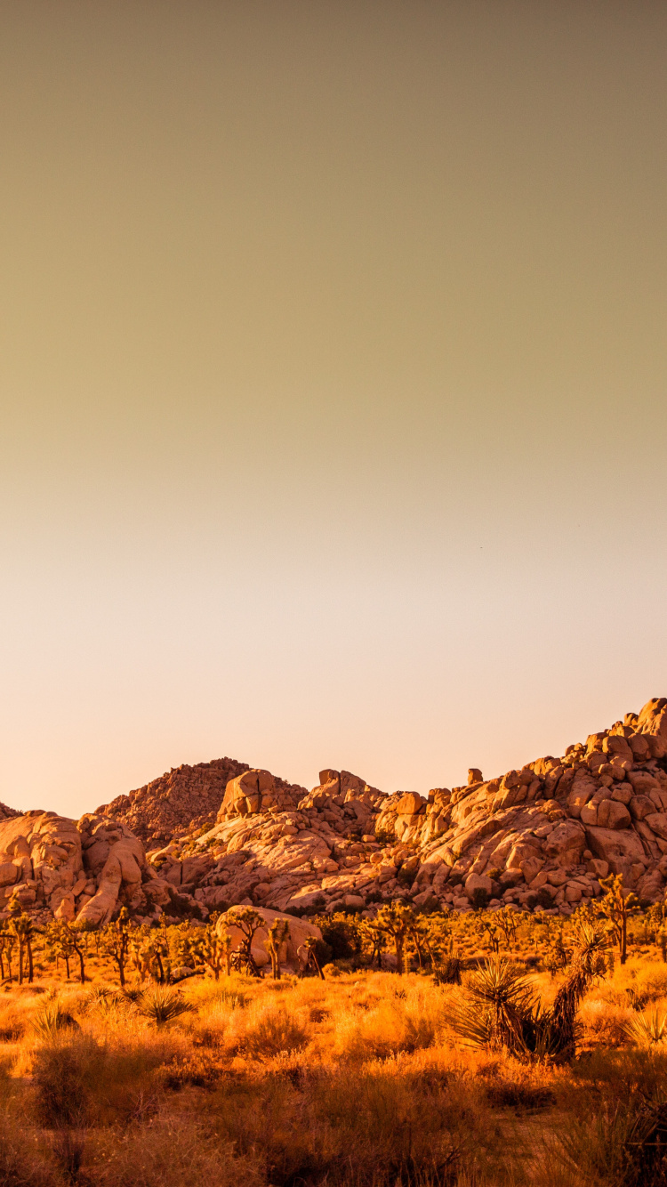 Joshua Tree National Park, Desert View Conservation Area, Barker Dam, Macaron, Mojave Desert. Wallpaper in 750x1334 Resolution