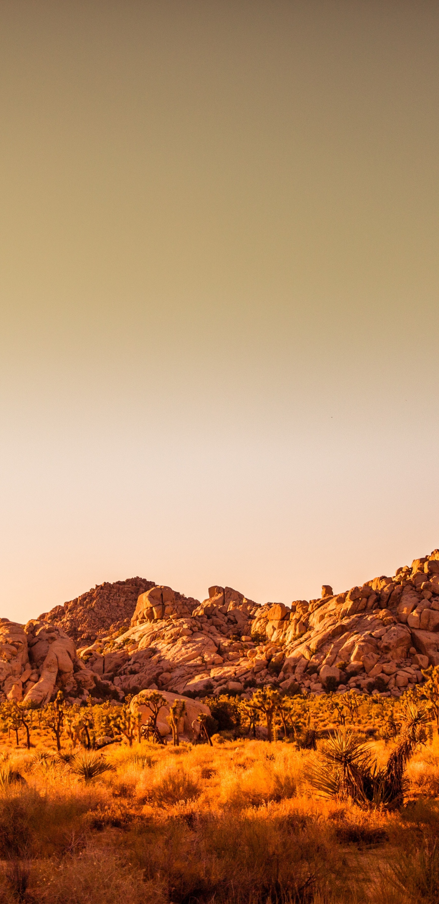 Joshua Tree National Park, Naturschutzgebiet Mit Wüstenblick, Barker-Damm, Macaron, Mojave-Wüste. Wallpaper in 1440x2960 Resolution