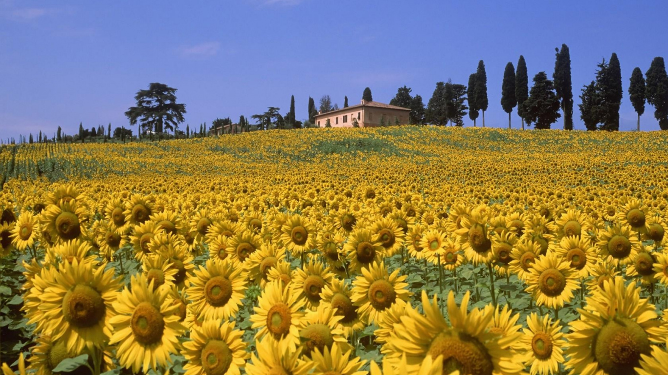 Campo de Girasoles Bajo un Cielo Azul Durante el Día. Wallpaper in 1366x768 Resolution