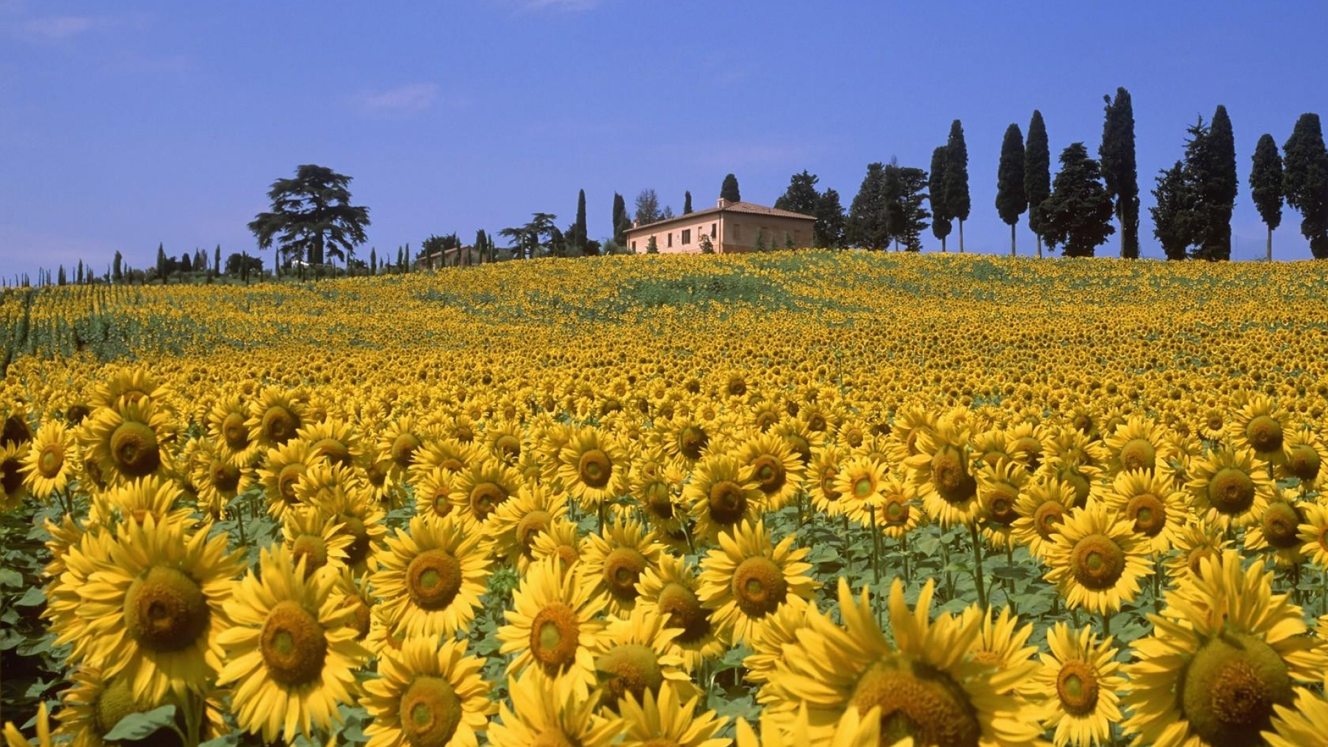 Campo de Girasoles Bajo un Cielo Azul Durante el Día. Wallpaper in 1920x1080 Resolution
