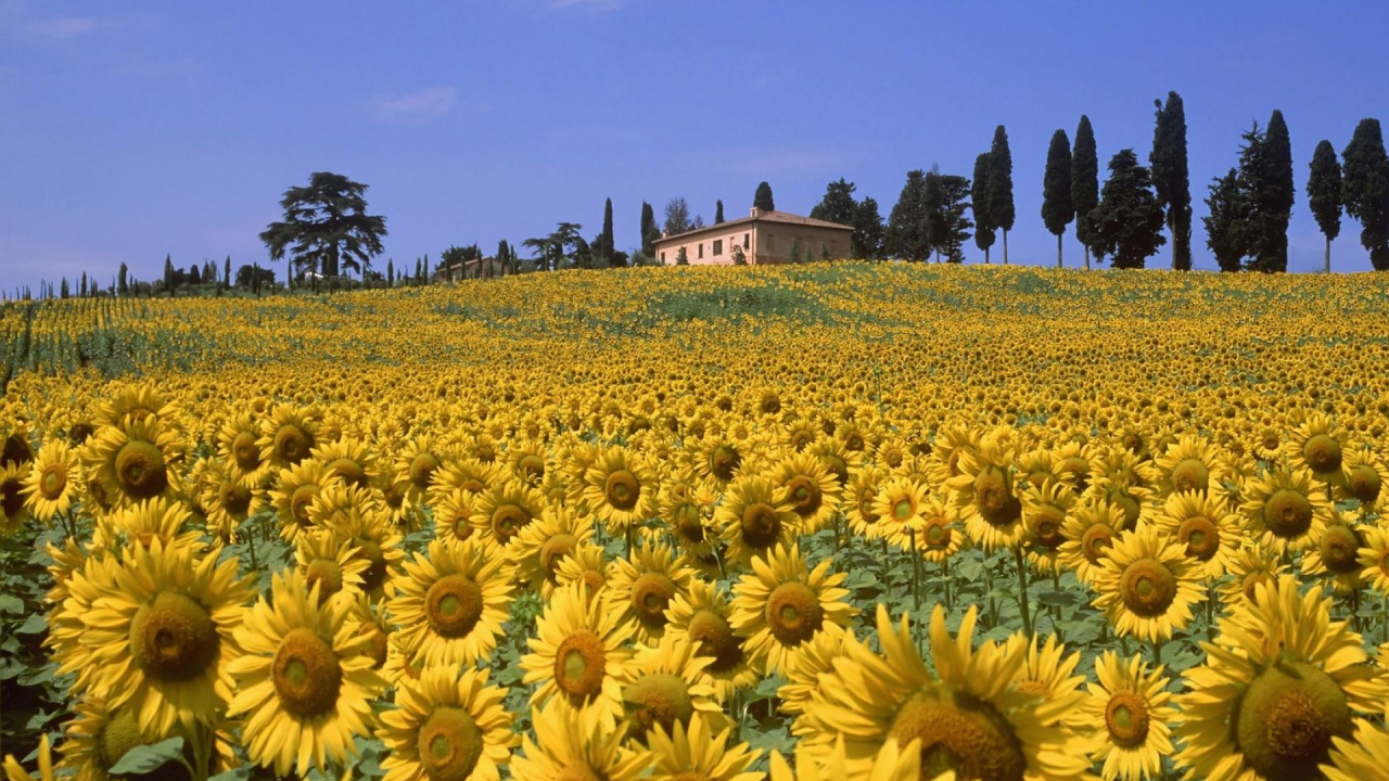 Champ de Tournesol Sous Ciel Bleu Pendant la Journée. Wallpaper in 1280x720 Resolution