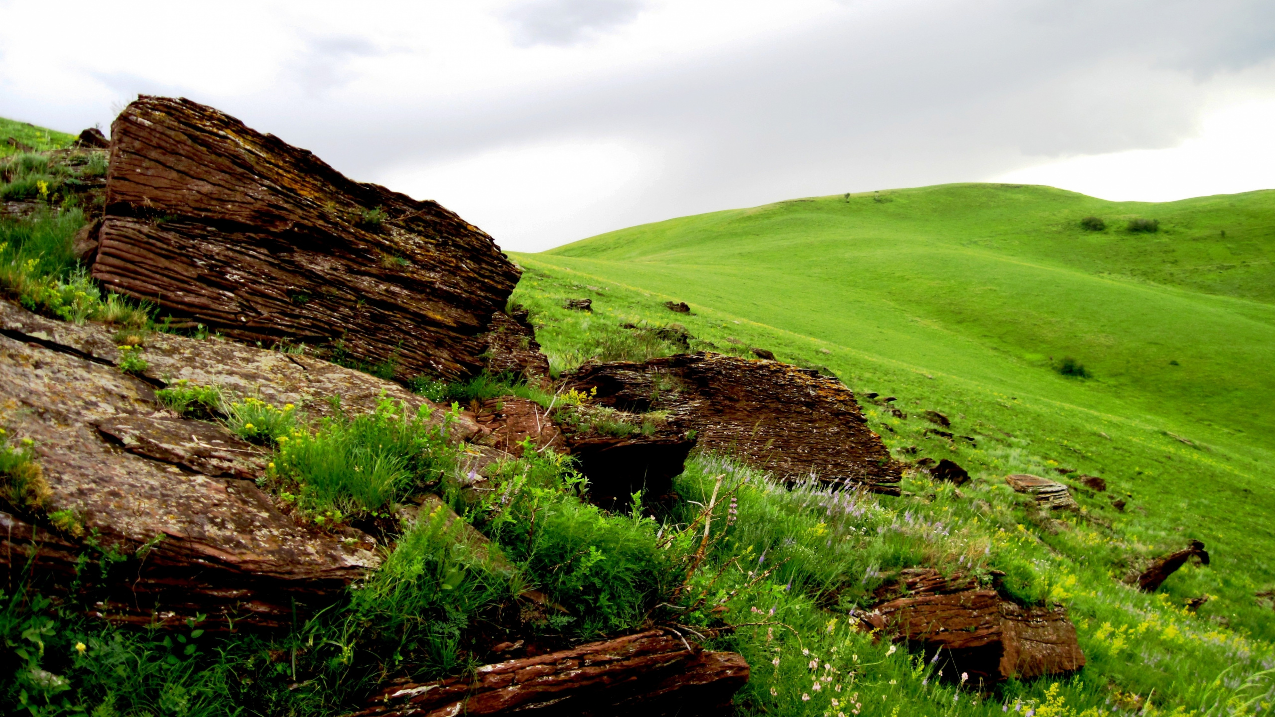 Green Grass Field and Brown Wooden Log. Wallpaper in 2560x1440 Resolution