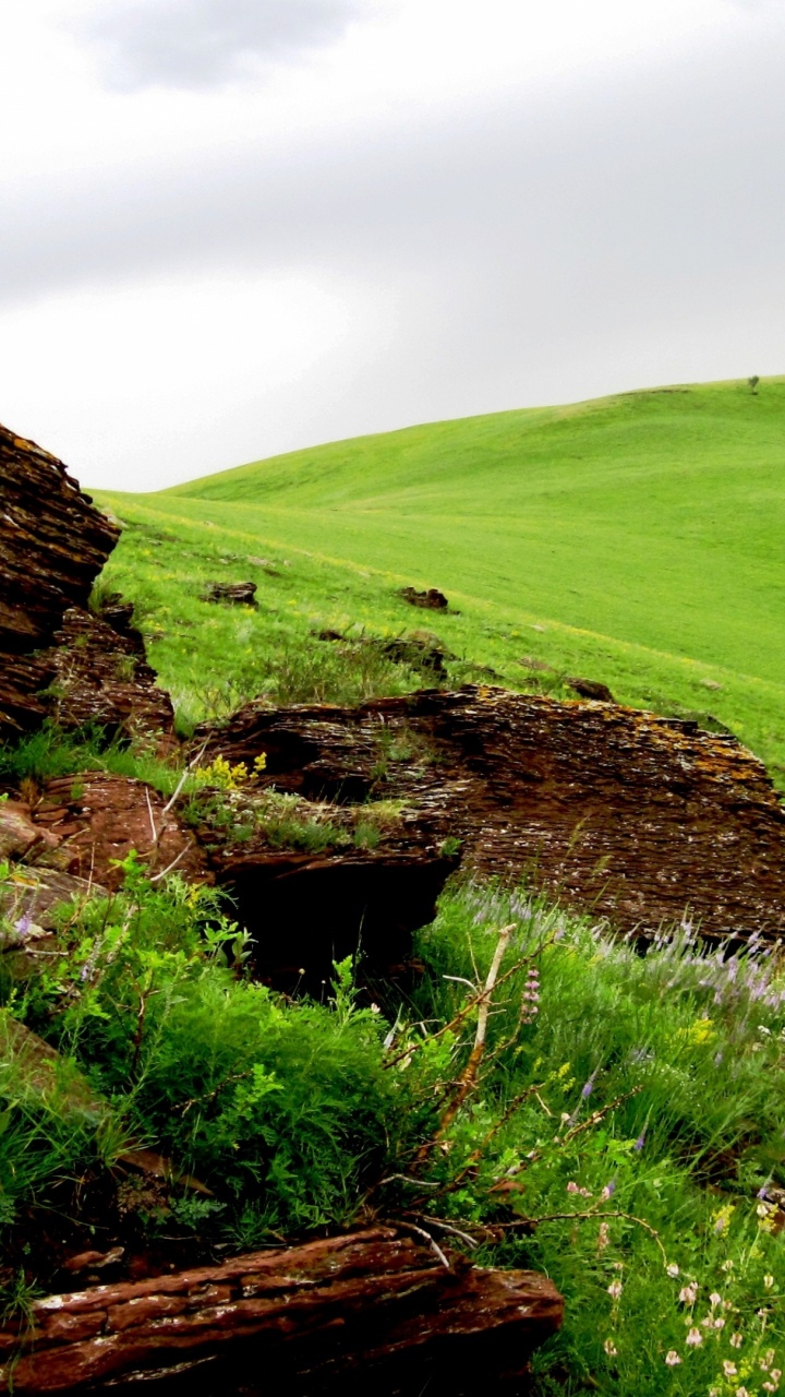 Green Grass Field and Brown Wooden Log. Wallpaper in 720x1280 Resolution