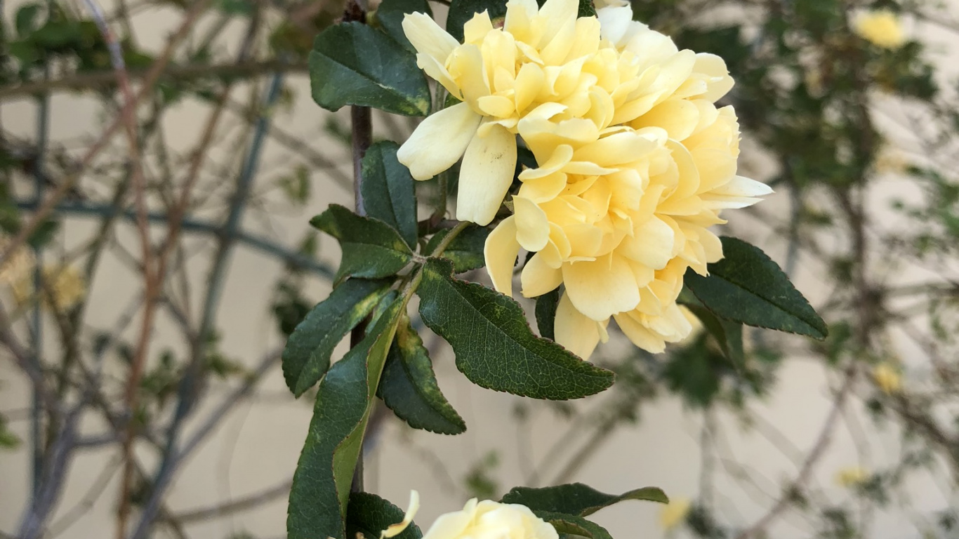 Lady Banks Rose, Garden Roses, Rose Family, Floral Design, Cabbage Rose. Wallpaper in 1366x768 Resolution