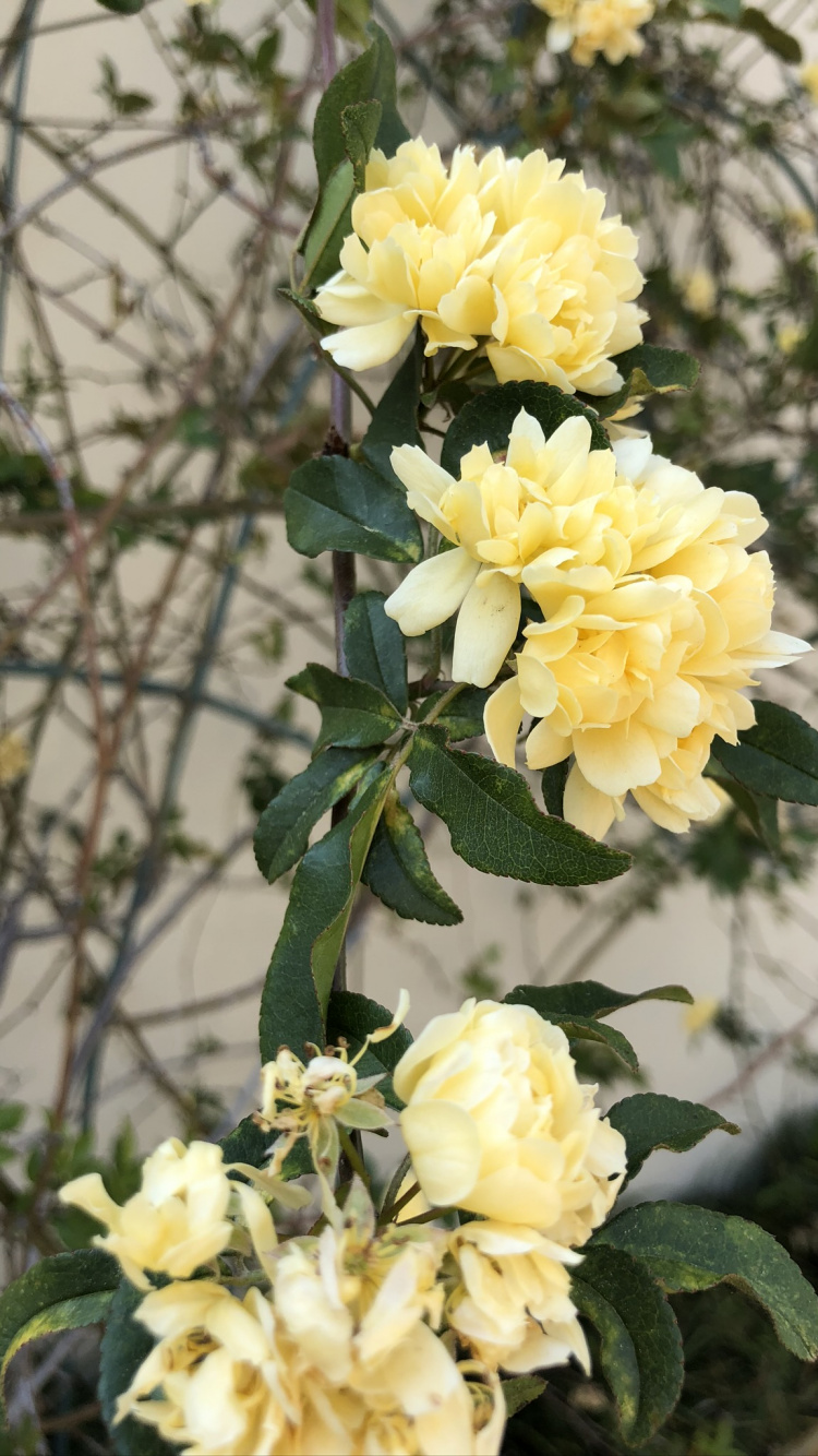 Lady Banks Rose, Garden Roses, Rose Family, Floral Design, Cabbage Rose. Wallpaper in 750x1334 Resolution