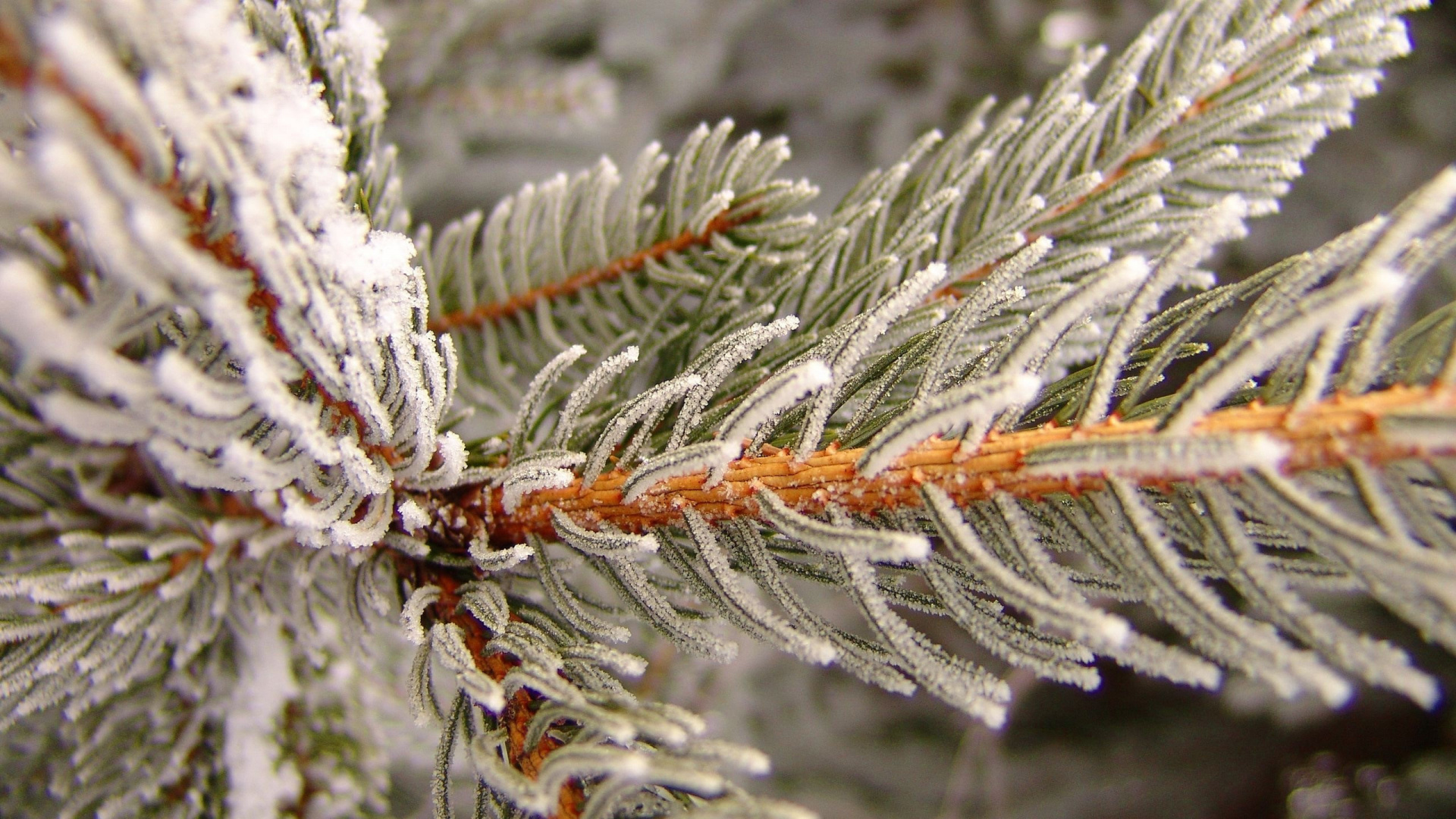 White Snow on Brown Stem. Wallpaper in 1920x1080 Resolution